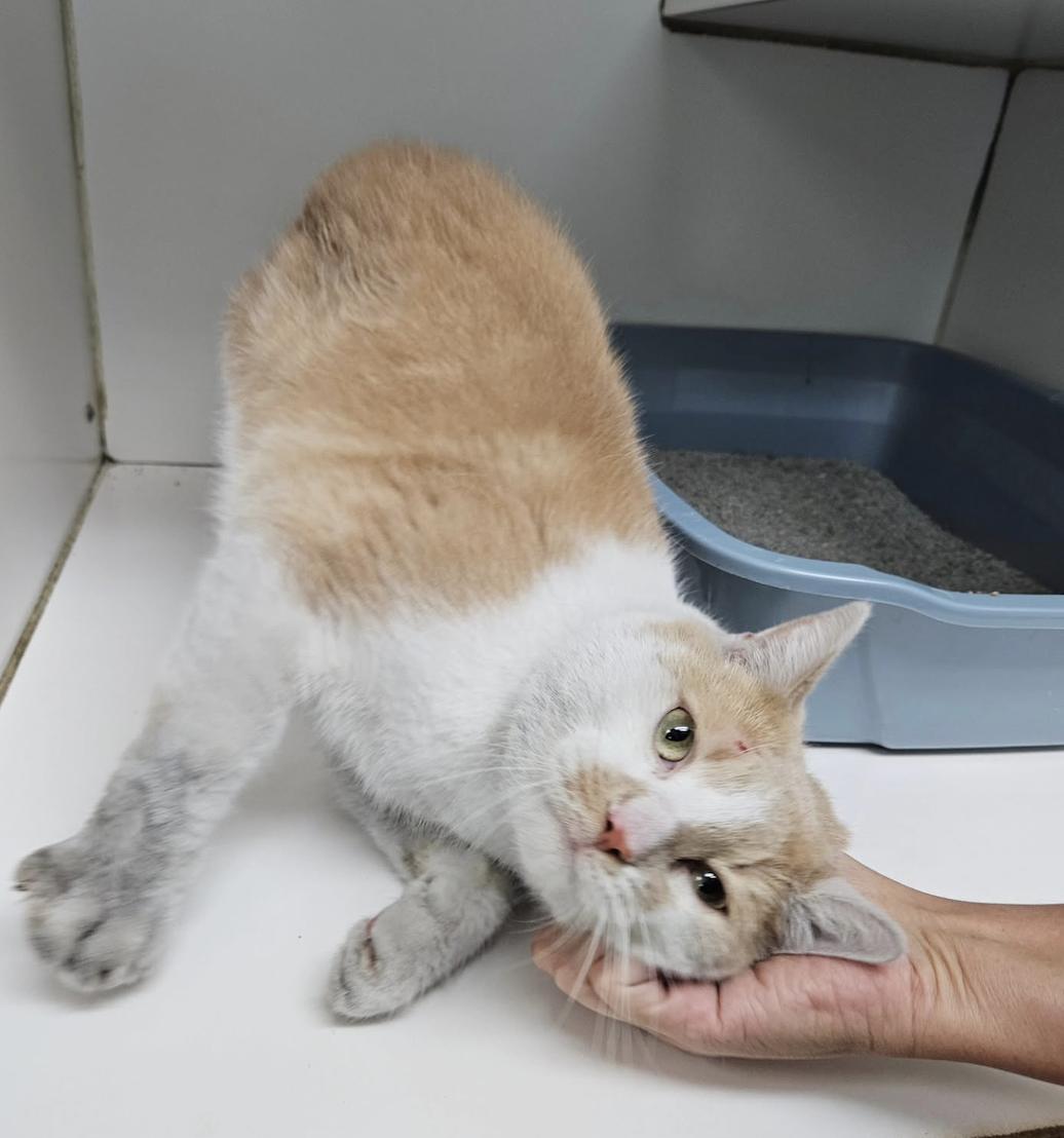 Enlarge Chester, a Adoptable Domestic Short Hair in Westbrook, CT image 3/4