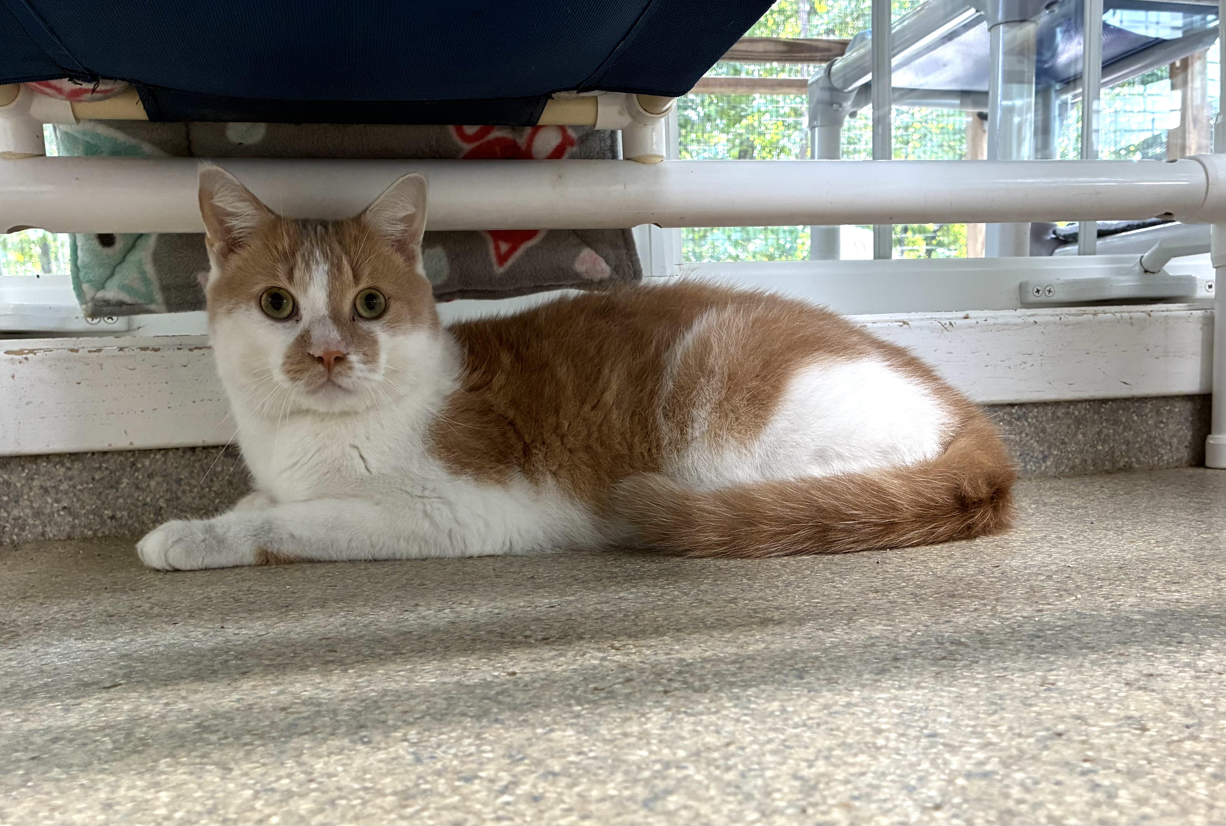 Enlarge Chester, a Adoptable Domestic Short Hair in Westbrook, CT image 4/4