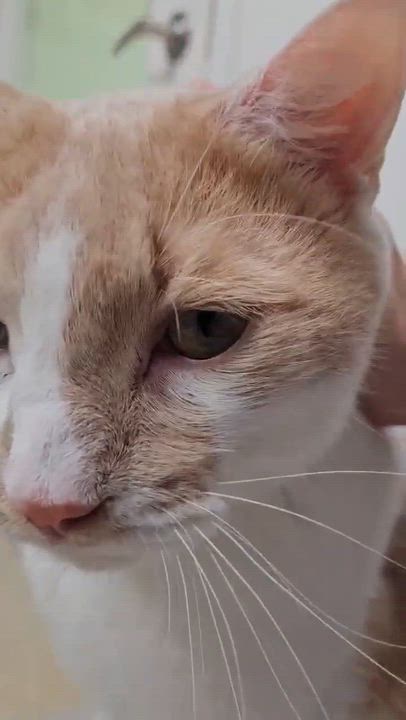 Enlarge Chester, a Adoptable Domestic Short Hair in Westbrook, CT video 2/4