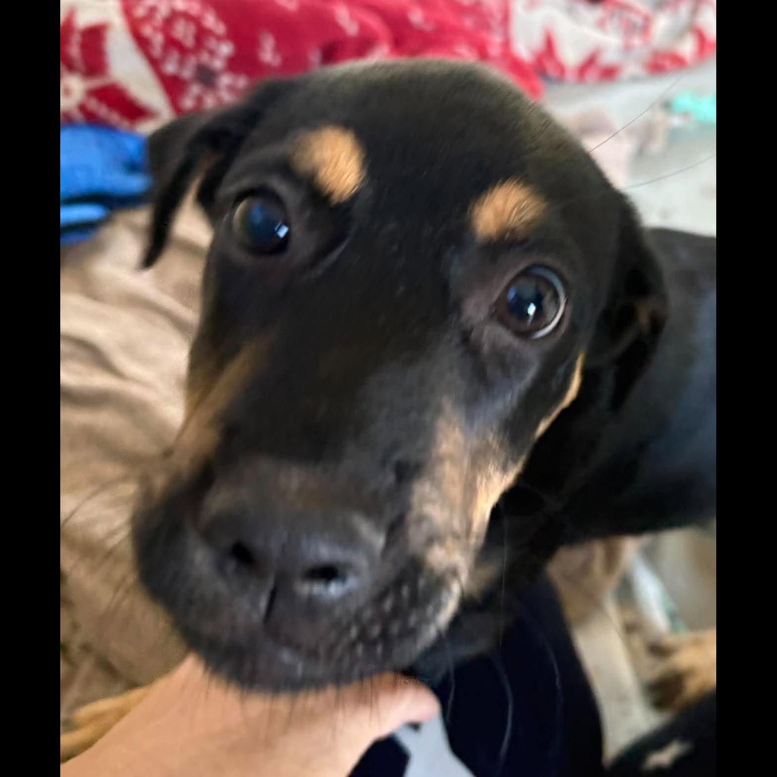 Sal, Adoptable, Puppy Male Black and Tan Coonhound & Labrador Retriever.