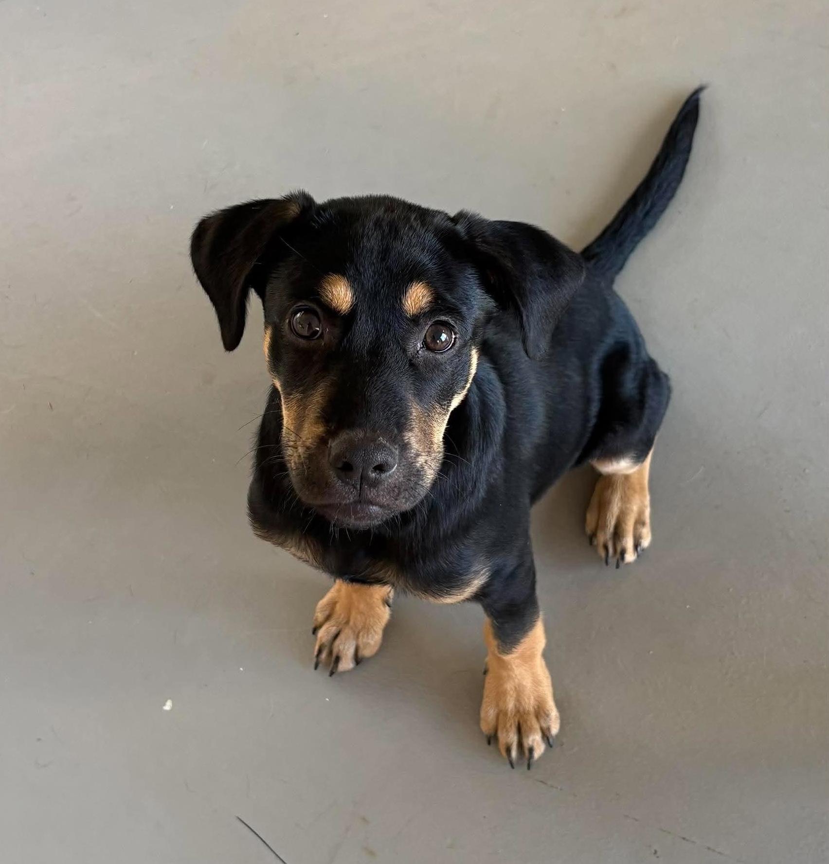 Enlarge Sal, a Adoptable mixed breed in Rochester, NY image 2/6