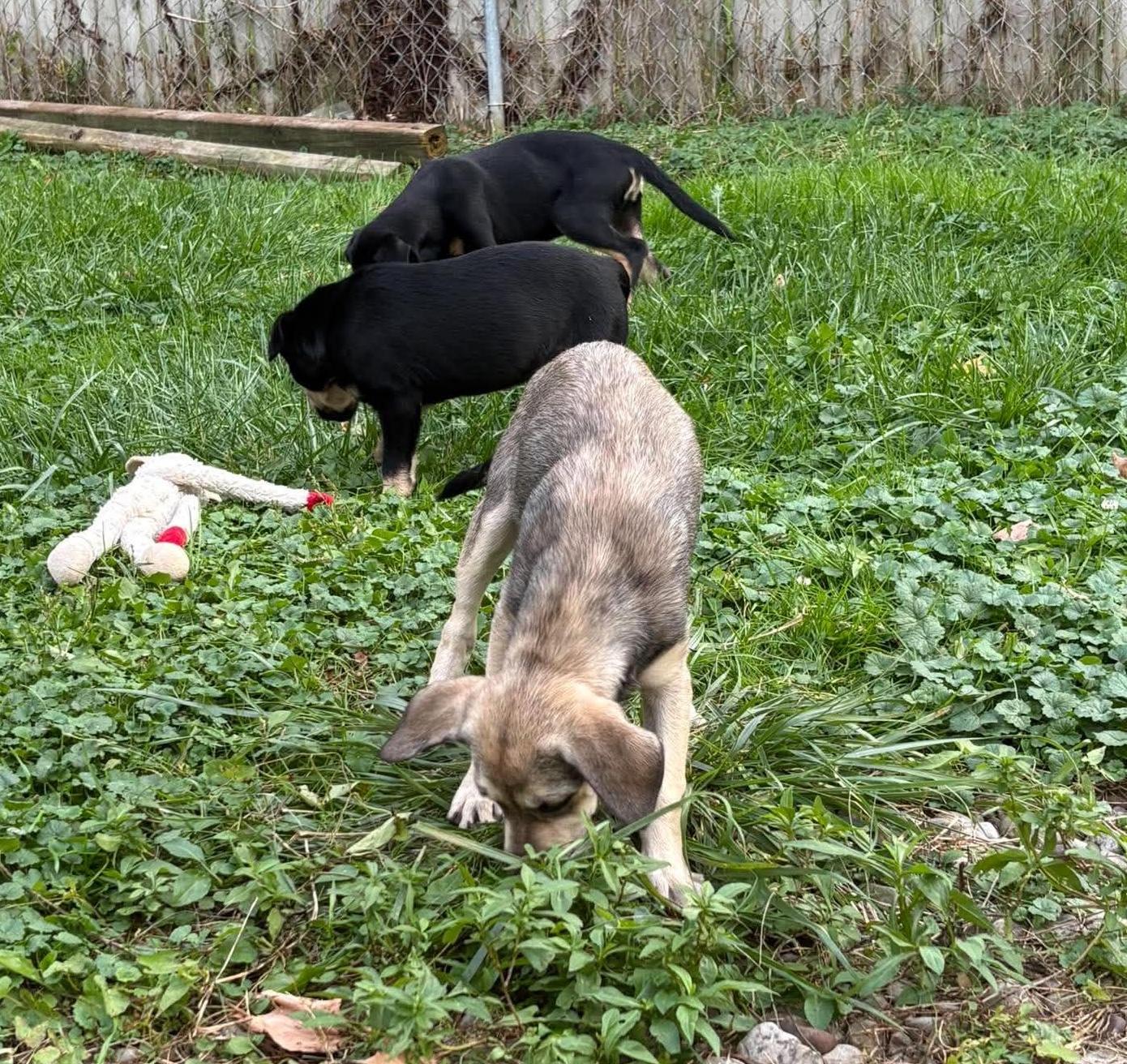 Enlarge Sal, a Adoptable mixed breed in Rochester, NY image 3/6