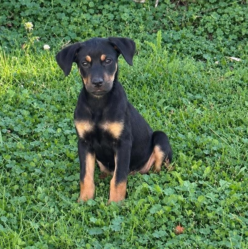 Enlarge Sal, a Adoptable mixed breed in Rochester, NY image 4/6