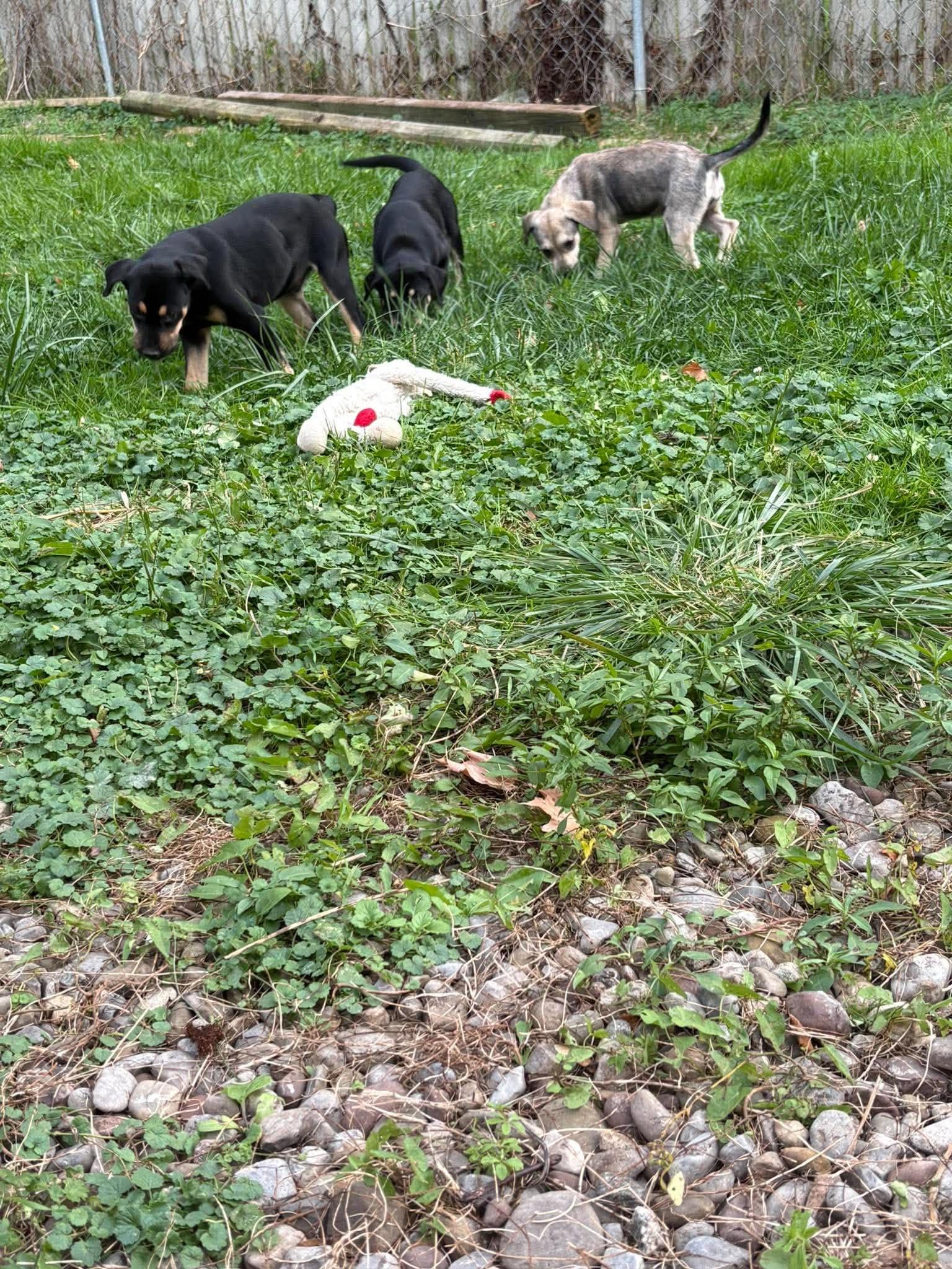 Enlarge Sal, a Adoptable mixed breed in Rochester, NY image 6/6