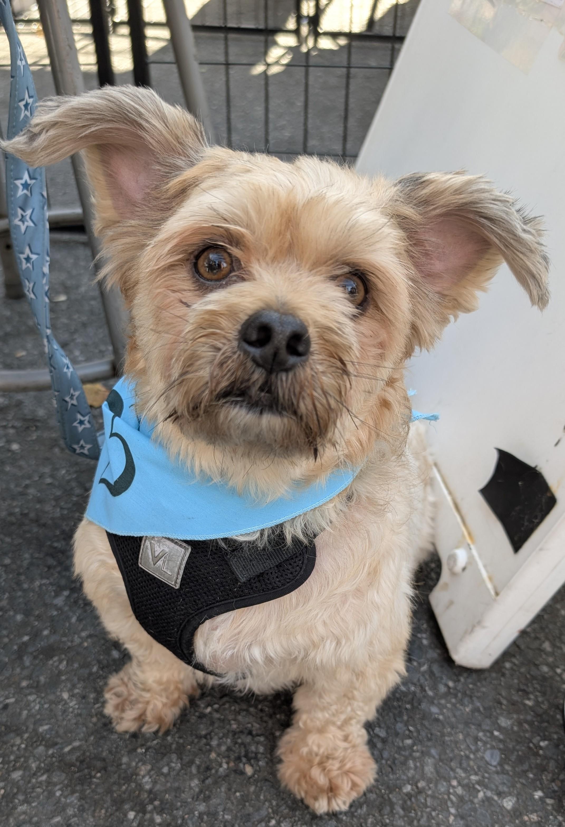 Teddy, Adoptable, Young Male Lhasa Apso.