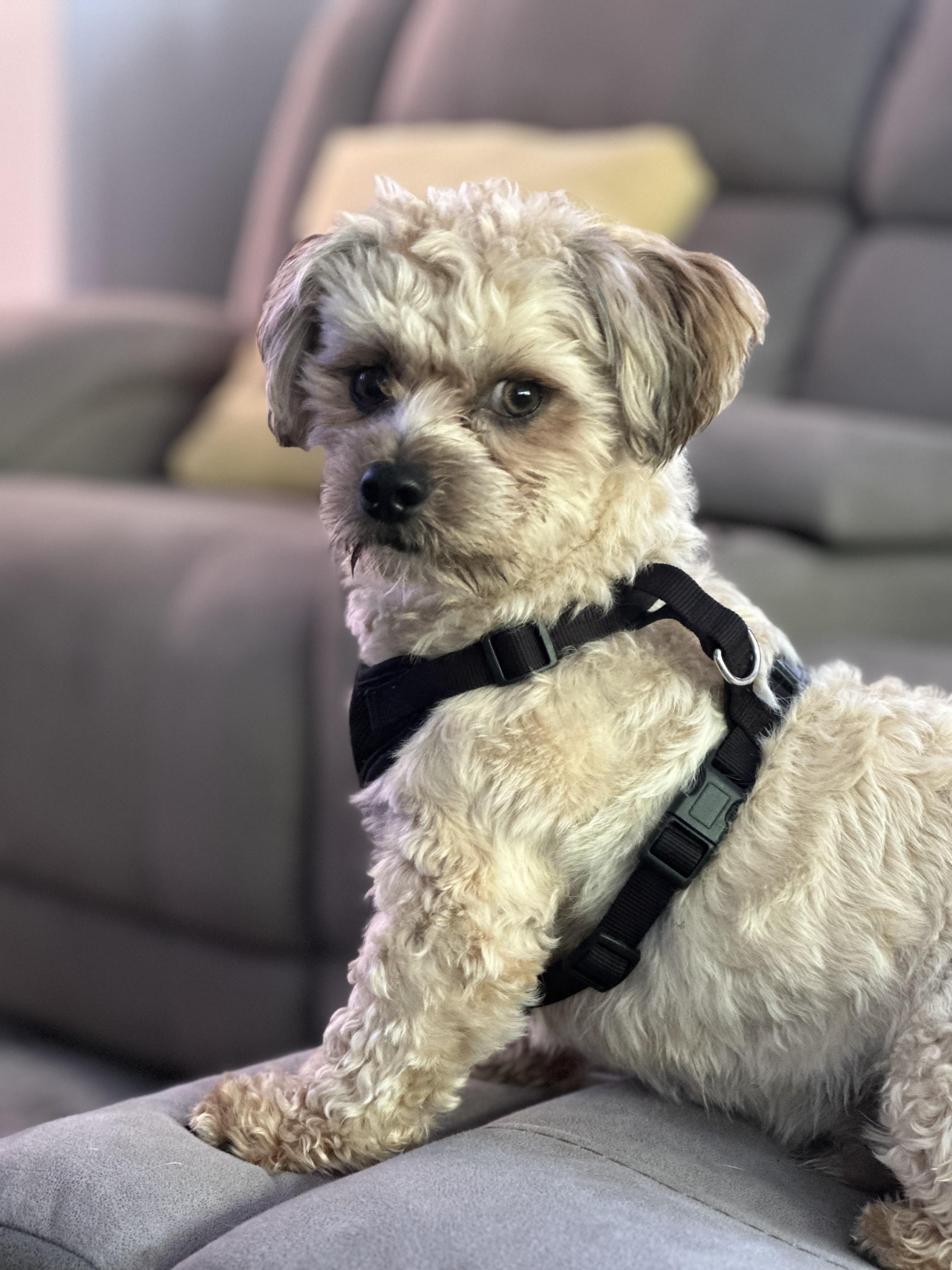 Teddy, a Adoptable Lhasa Apso in Ozone Park, NY image 2/4