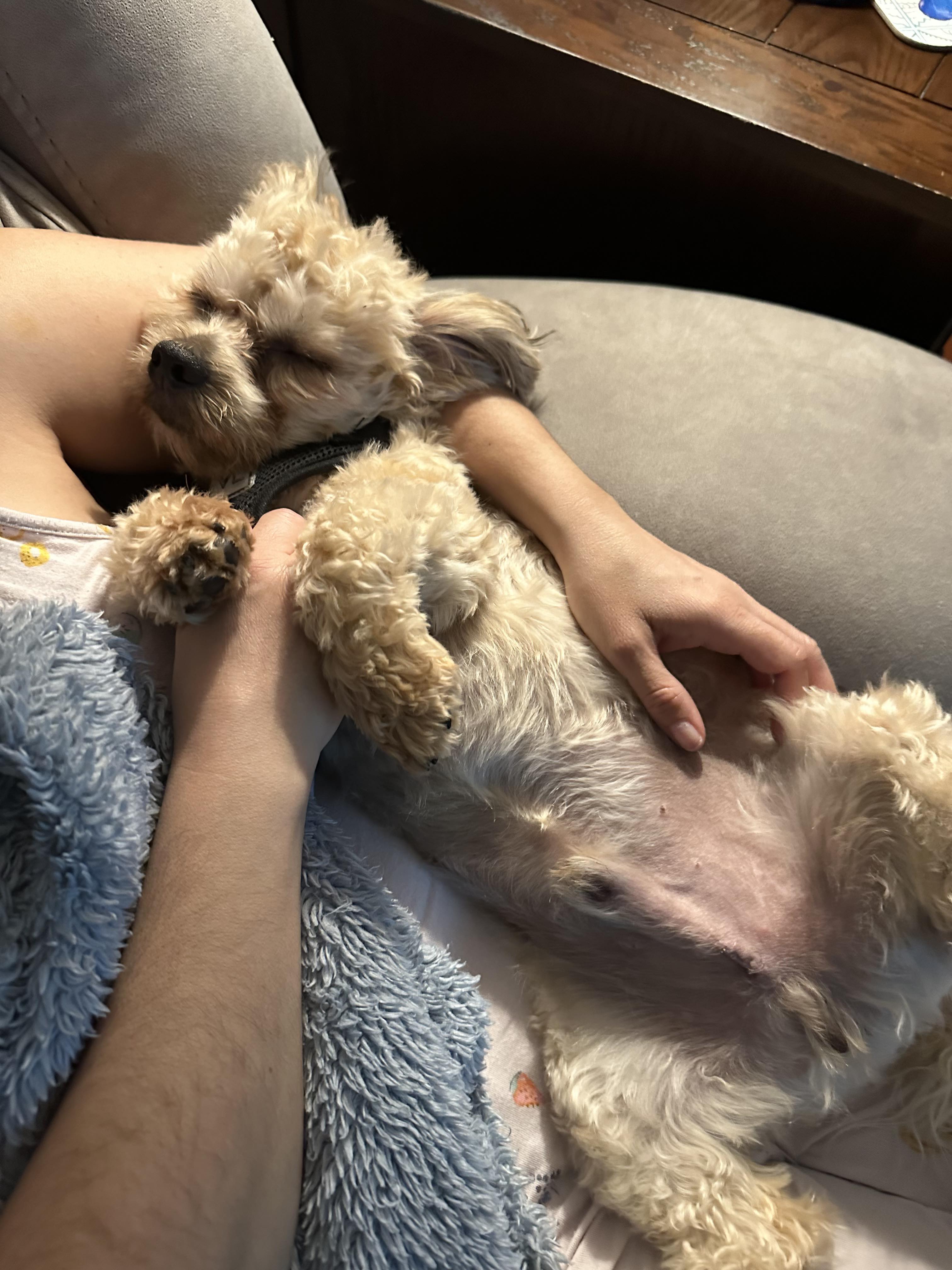 Teddy, a Adoptable Lhasa Apso in Ozone Park, NY image 4/4