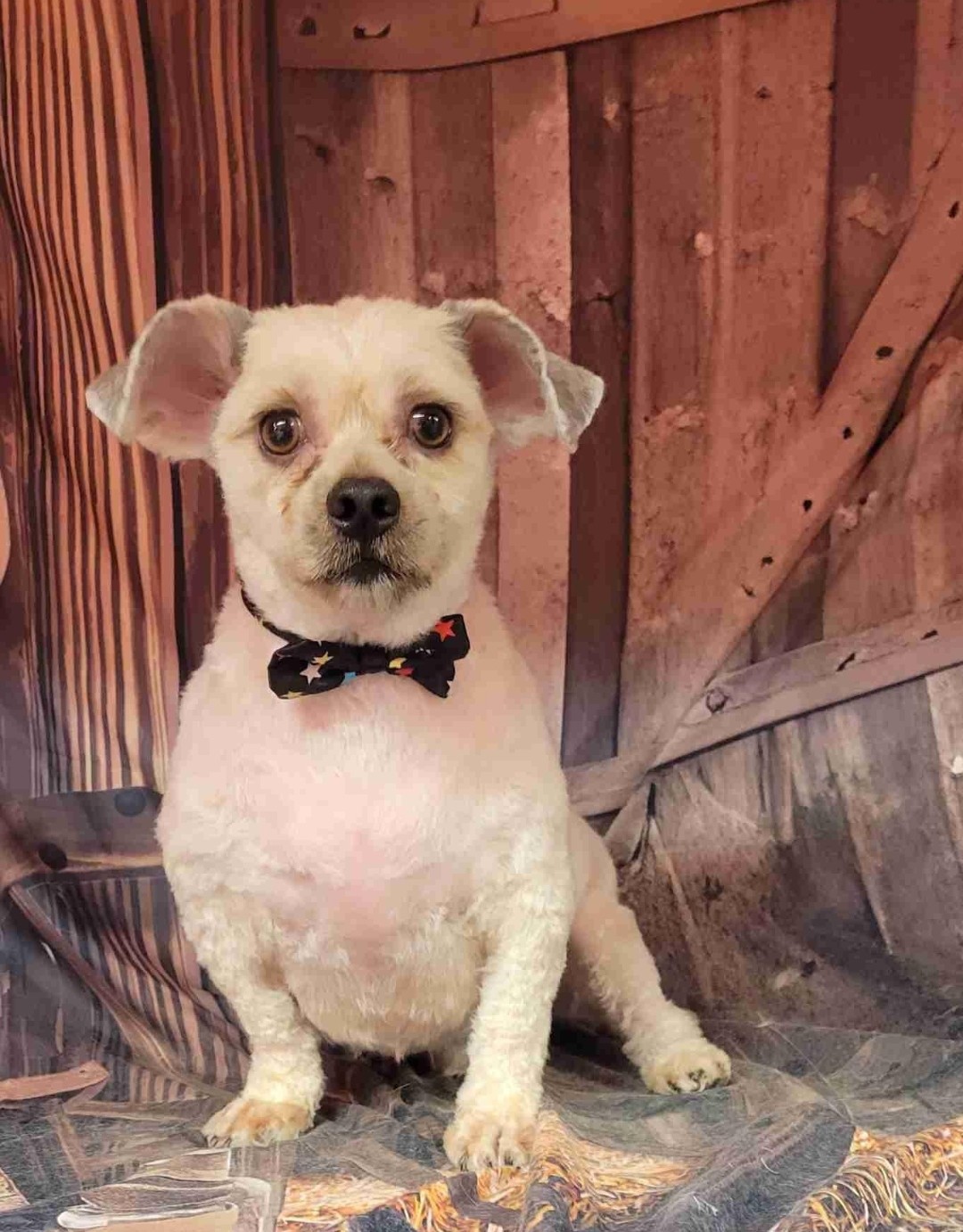 Teddy, a Adoptable Lhasa Apso in Ozone Park, NY image 3/4