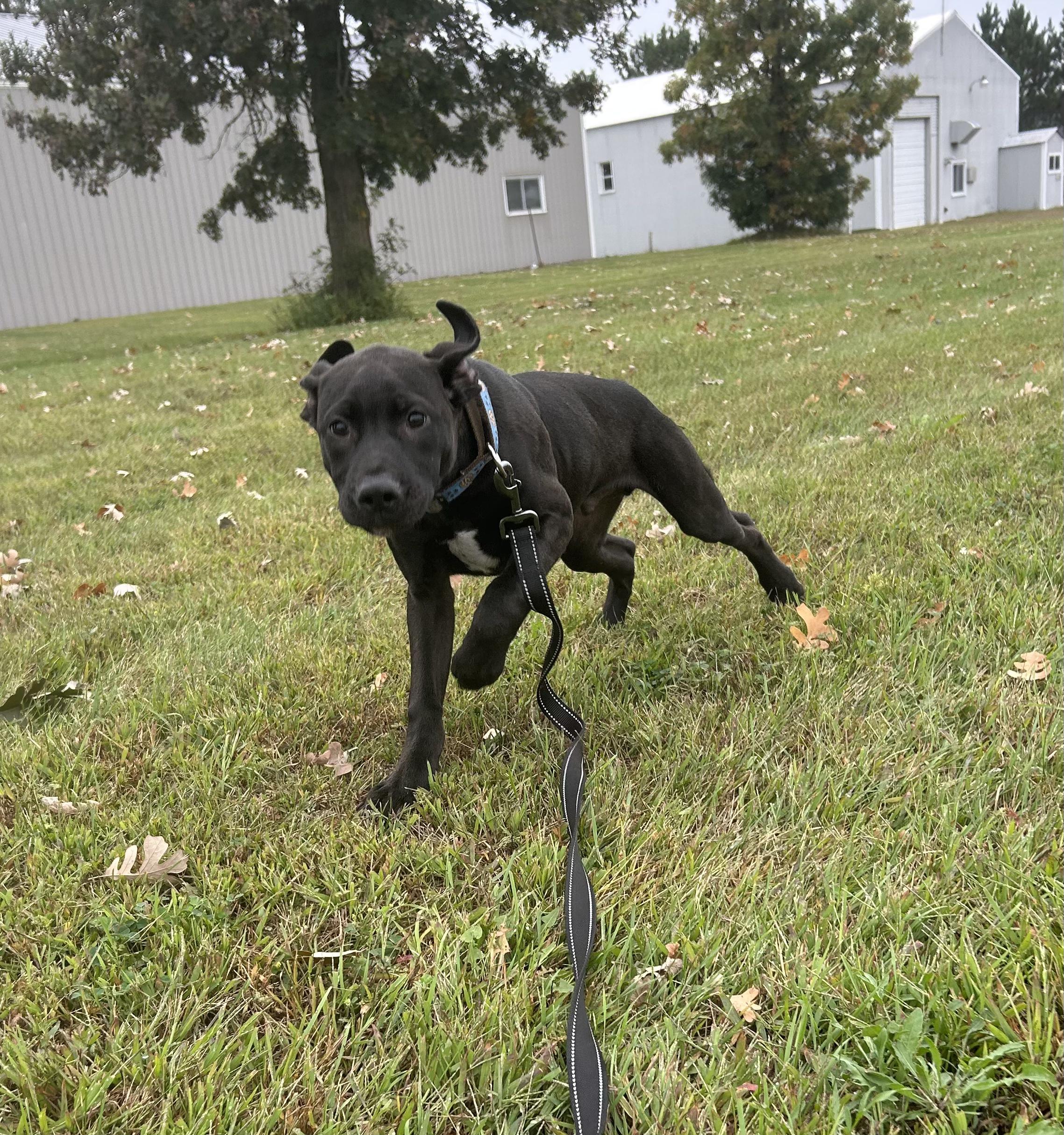 Radio, an adoptable Labrador Retriever in Spooner, WI, 54801 | Photo Image 4