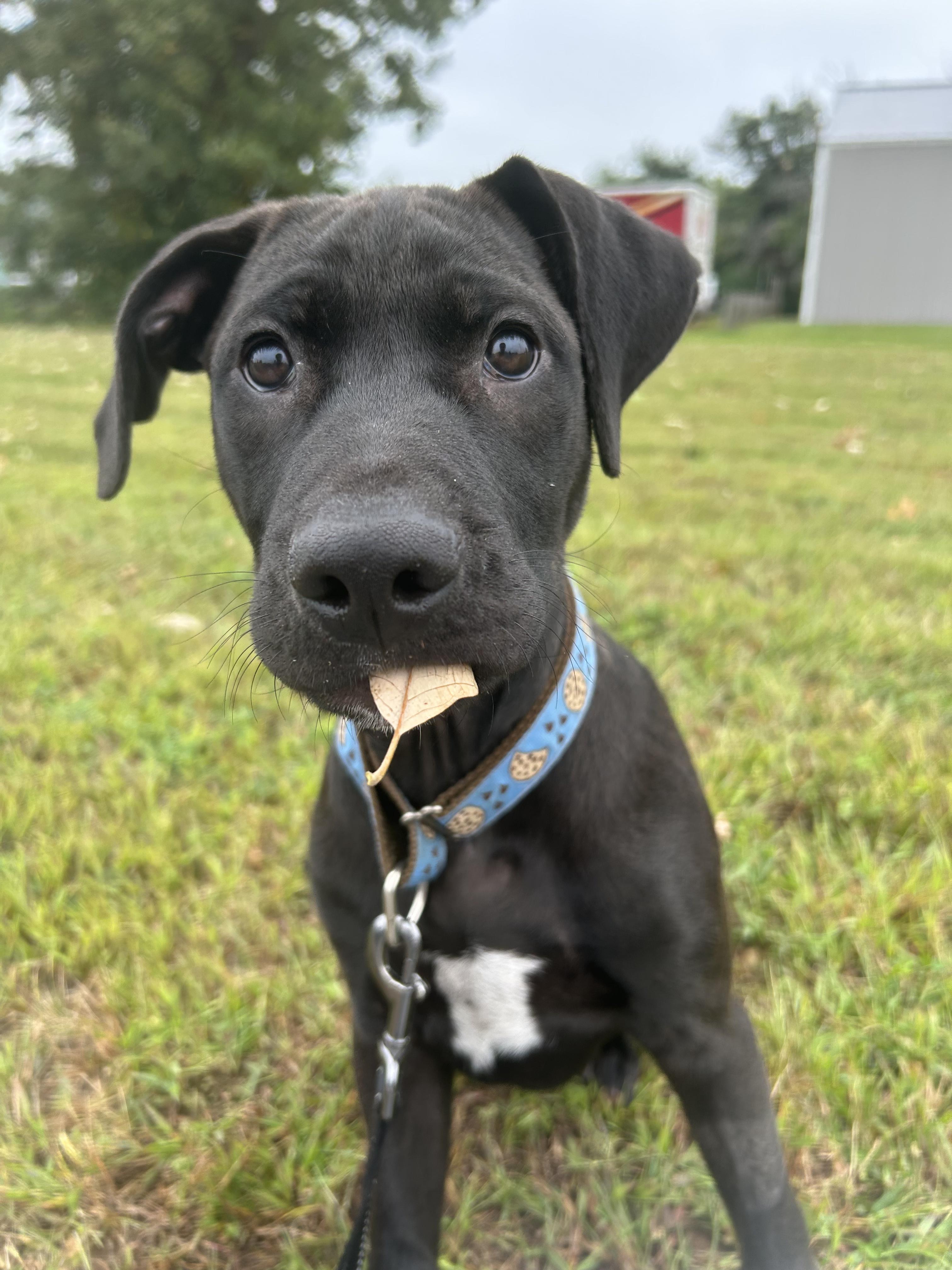 Radio, an adoptable Labrador Retriever in Spooner, WI, 54801 | Photo Image 3