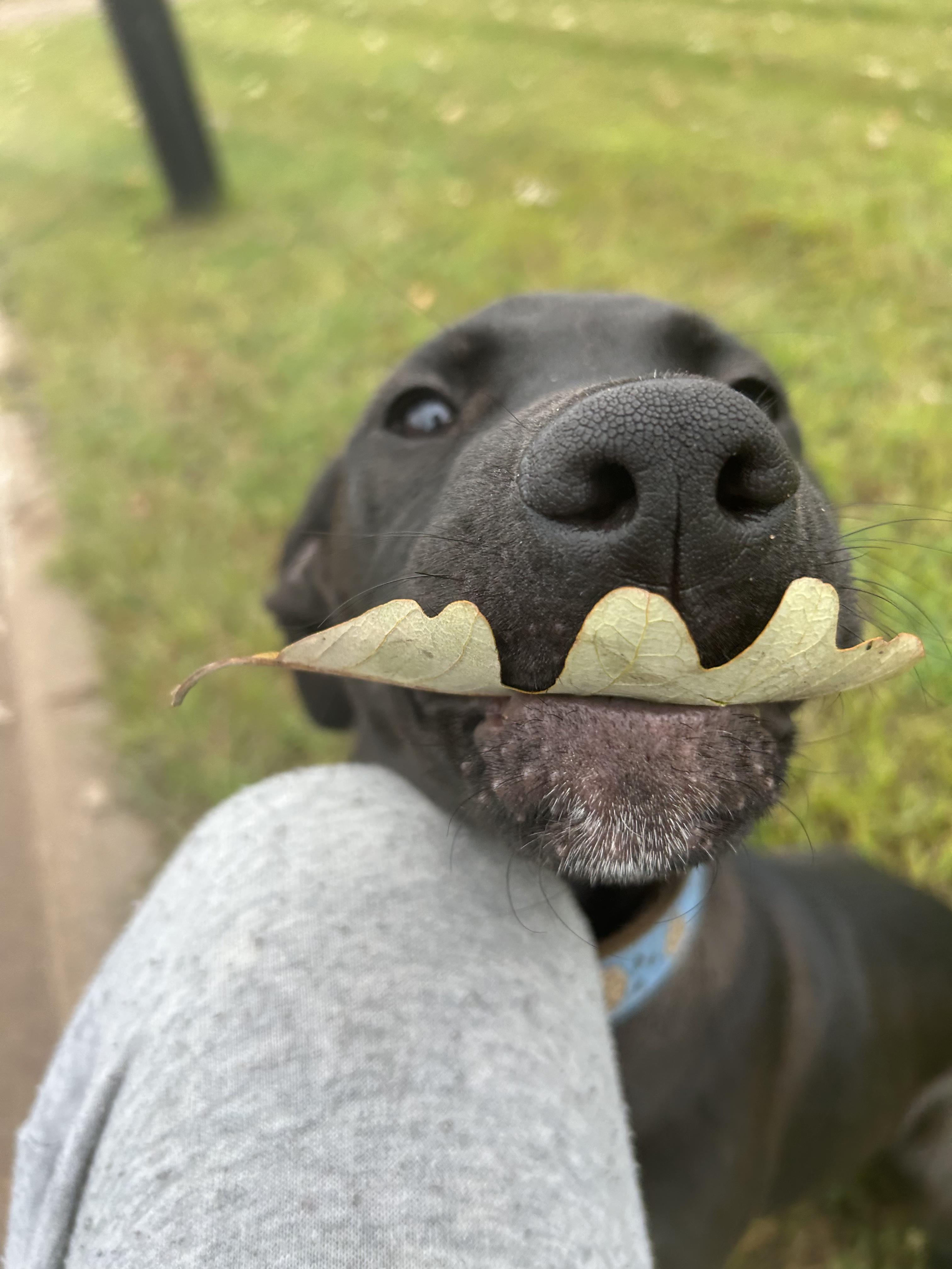 Radio, an adoptable Labrador Retriever in Spooner, WI, 54801 | Photo Image 2