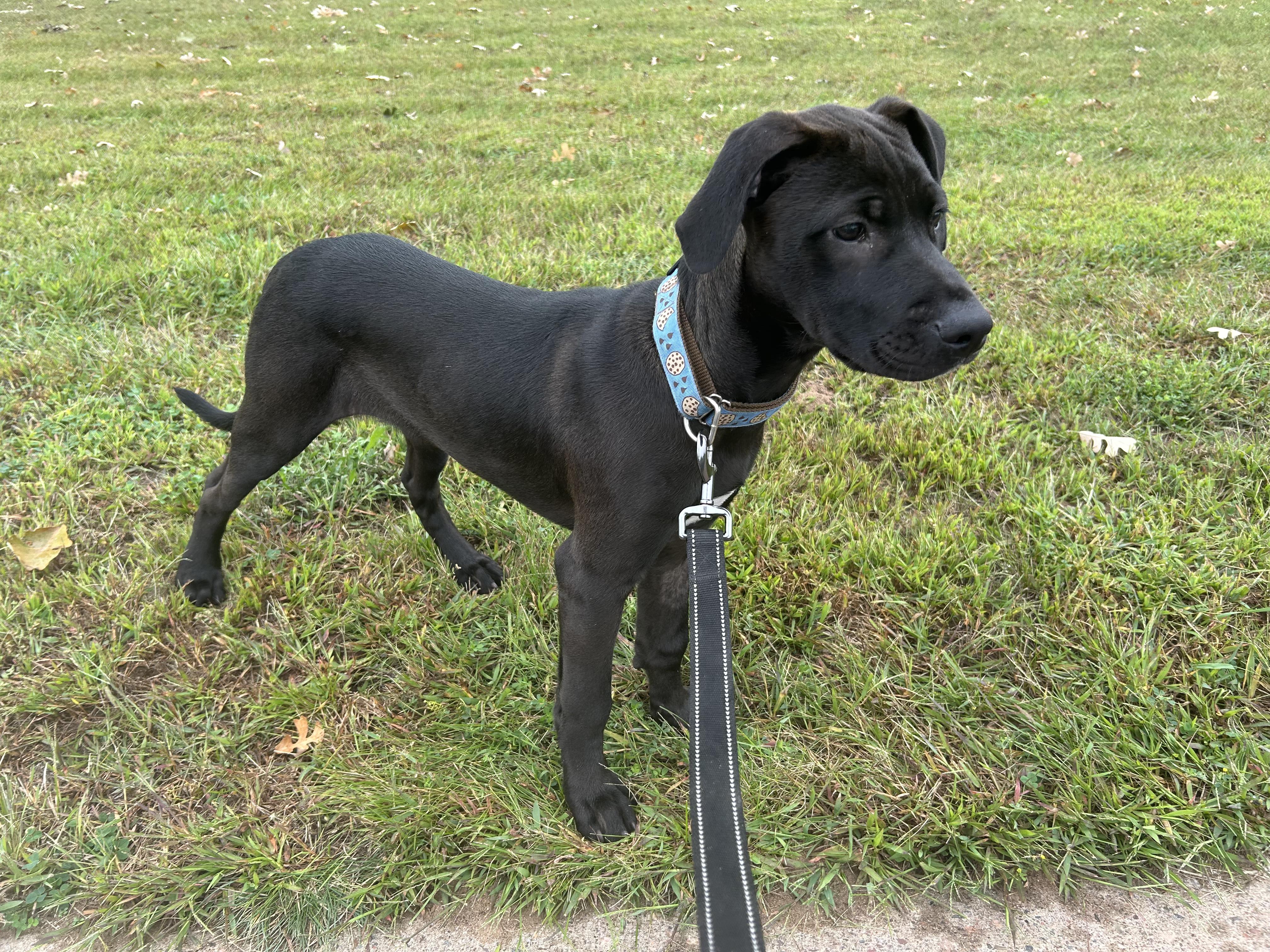 Radio, an adoptable Labrador Retriever in Spooner, WI, 54801 | Photo Image 5