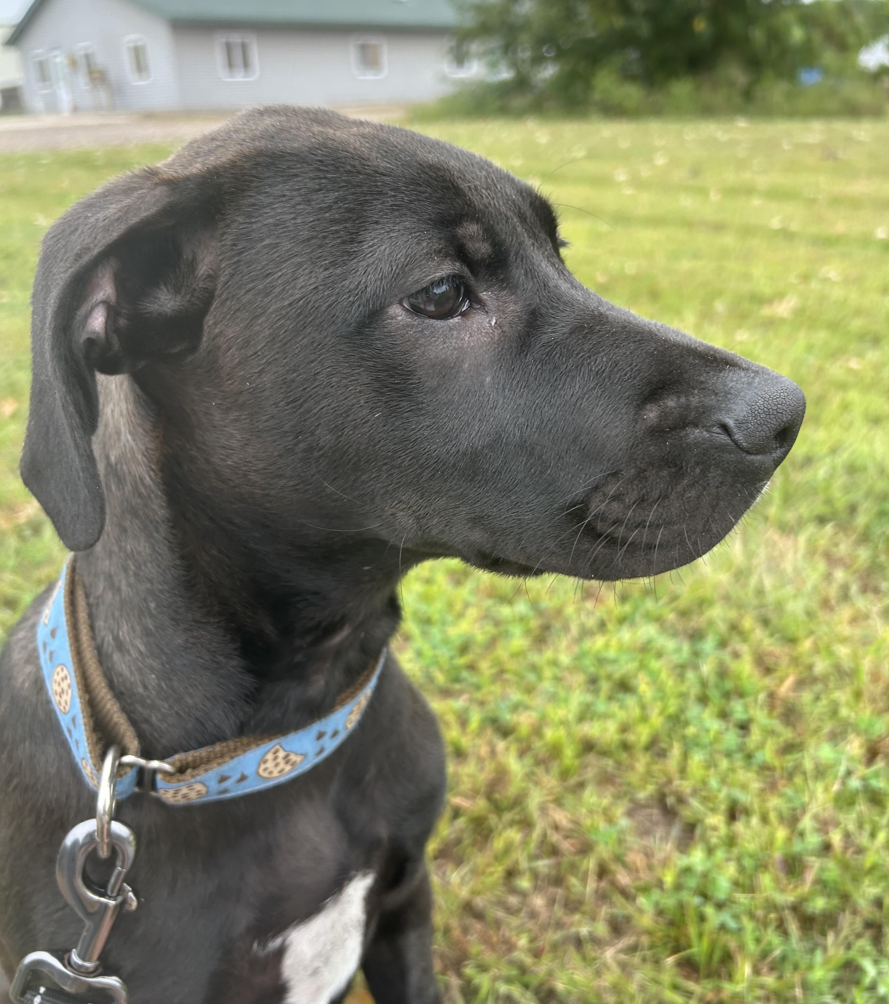 Radio, an adoptable Labrador Retriever in Spooner, WI, 54801 | Photo Image 1