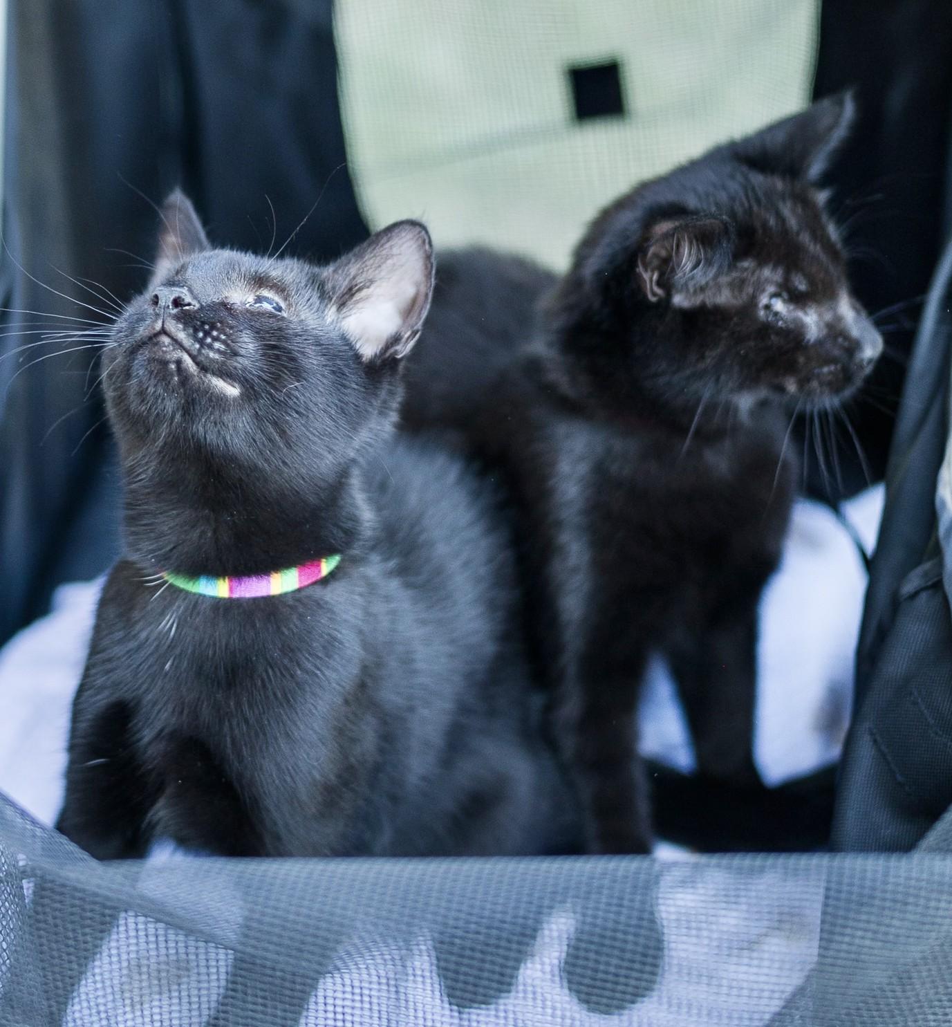 Isaac and Indy (both boys)