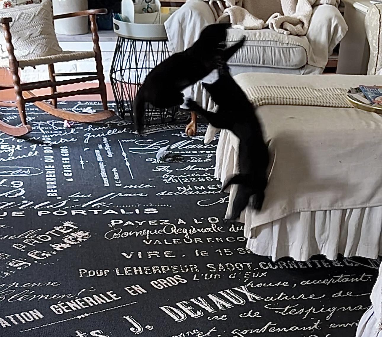 Isaac And Indy thumbnail 4