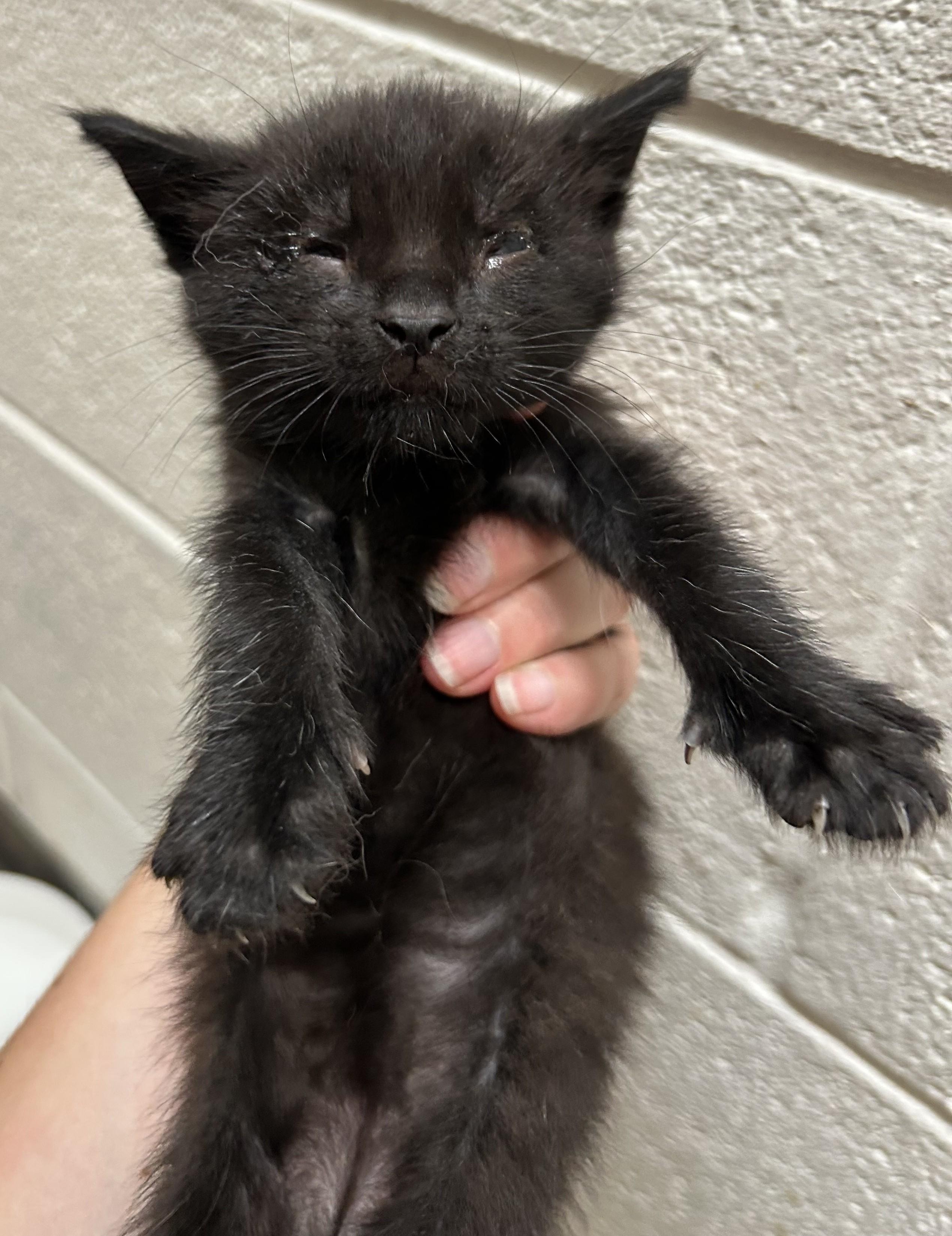 Isaac and Indy (both boys)