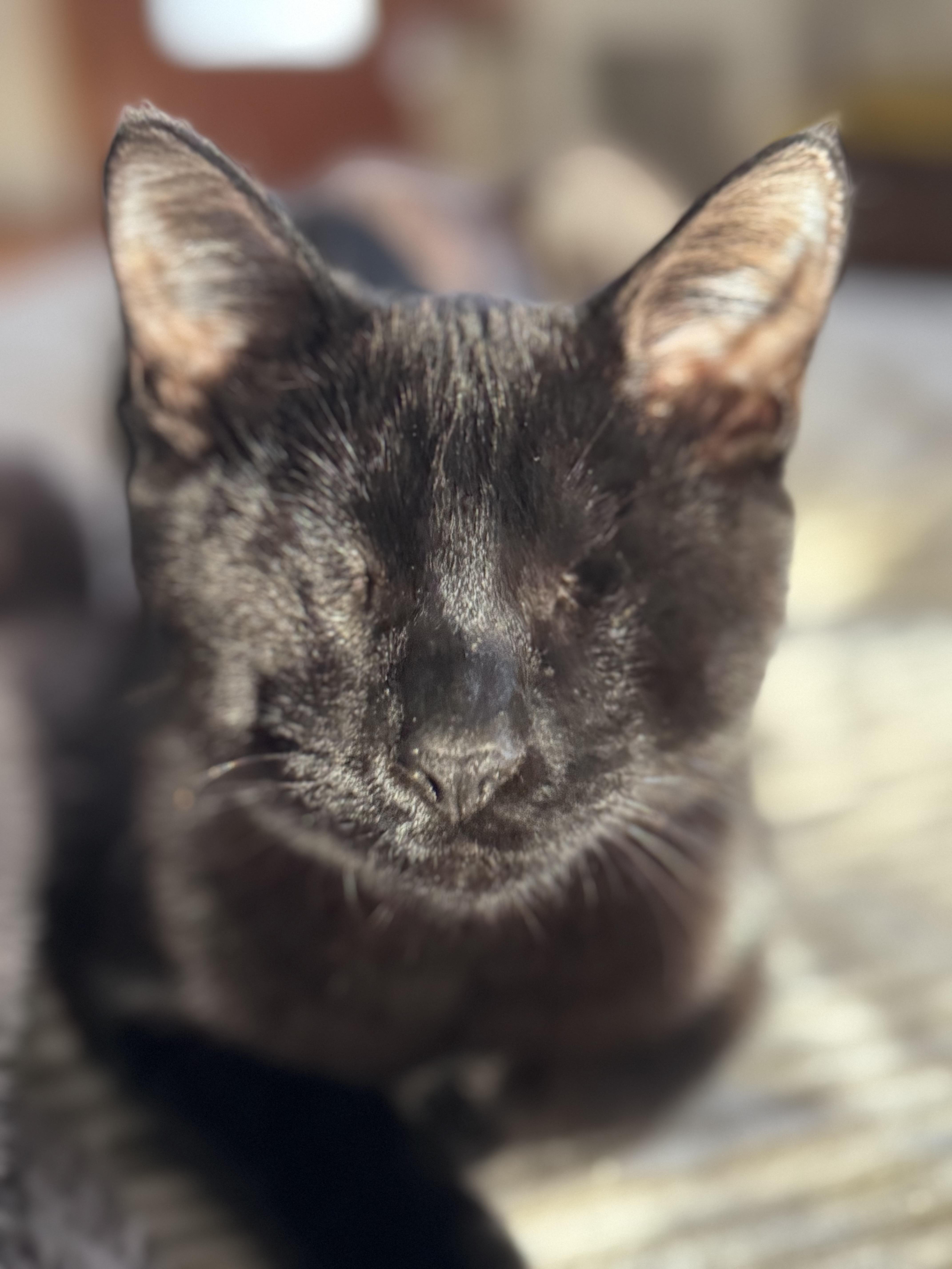 Isaac and Indy (both boys)