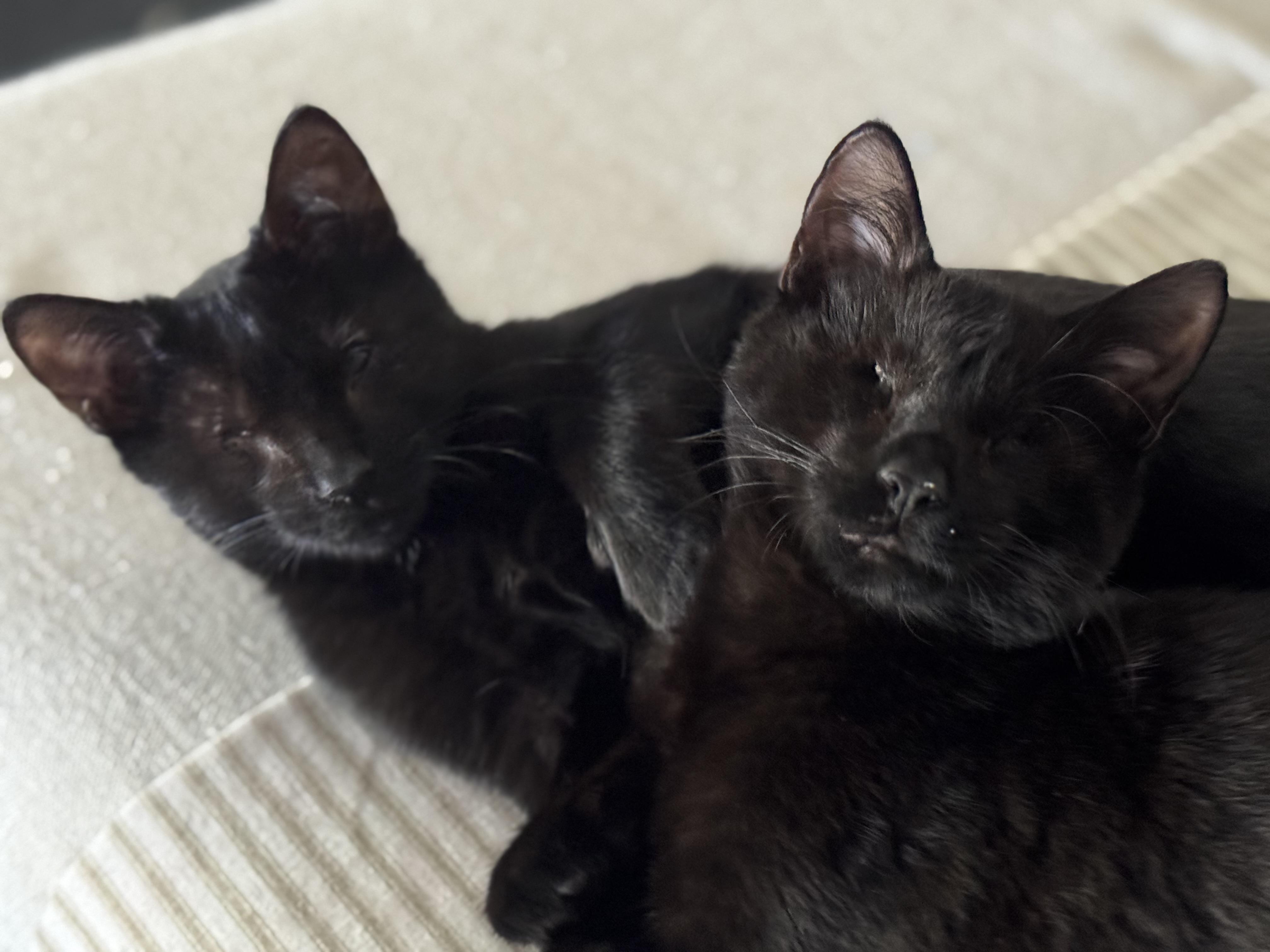 Isaac and Indy (both boys)