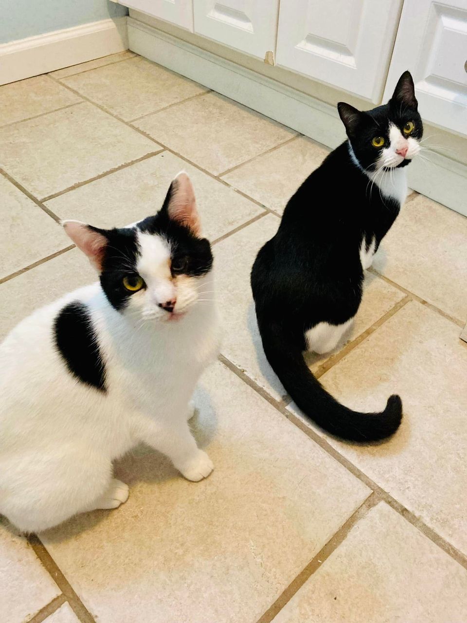 Oreo, Adoptable, Adult Female Domestic Short Hair.