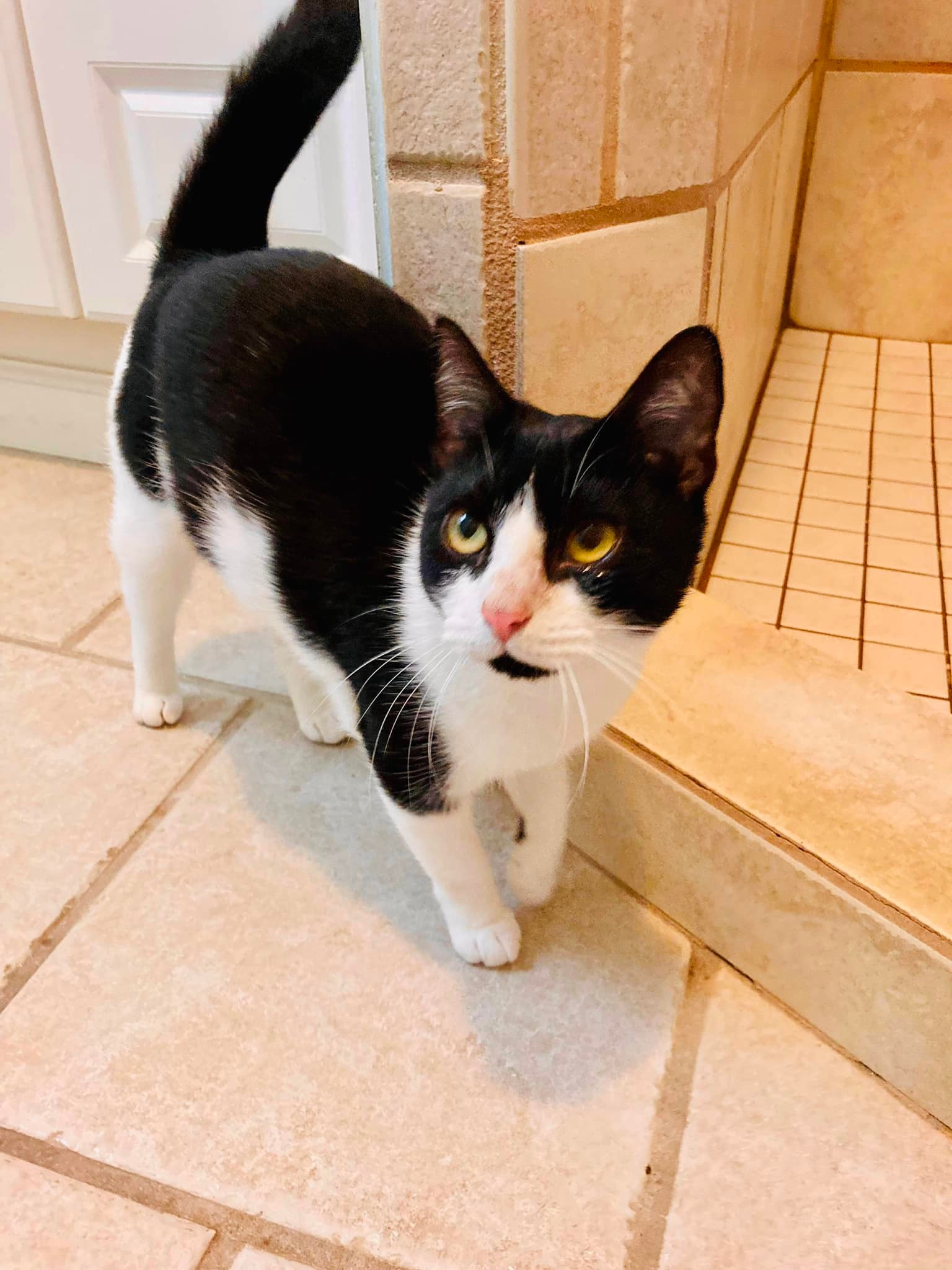 Oreo, Adoptable, Adult Female Domestic Short Hair.