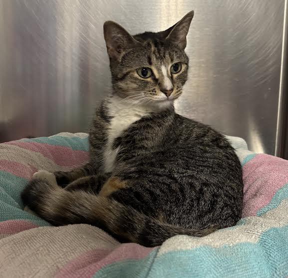 Miss Myrtle, ADOPTABLE, Young Female Domestic Short Hair.