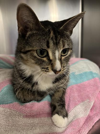 Miss Myrtle, a ADOPTABLE Domestic Short Hair in Marblehead, MA image 3/4