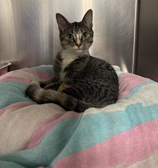 Miss Myrtle, a ADOPTABLE Domestic Short Hair in Marblehead, MA image 2/4