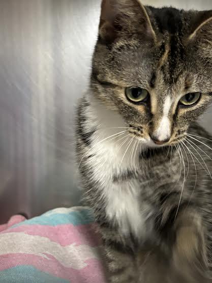 Miss Myrtle, a ADOPTABLE Domestic Short Hair in Marblehead, MA image 4/4
