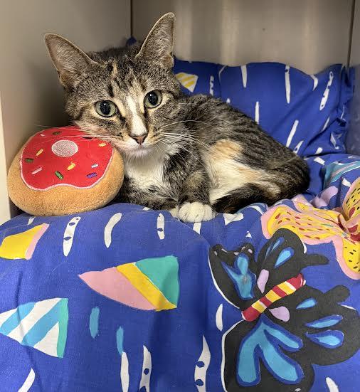 Miss Myrtle, Adoptable, Young Female Domestic Short Hair.