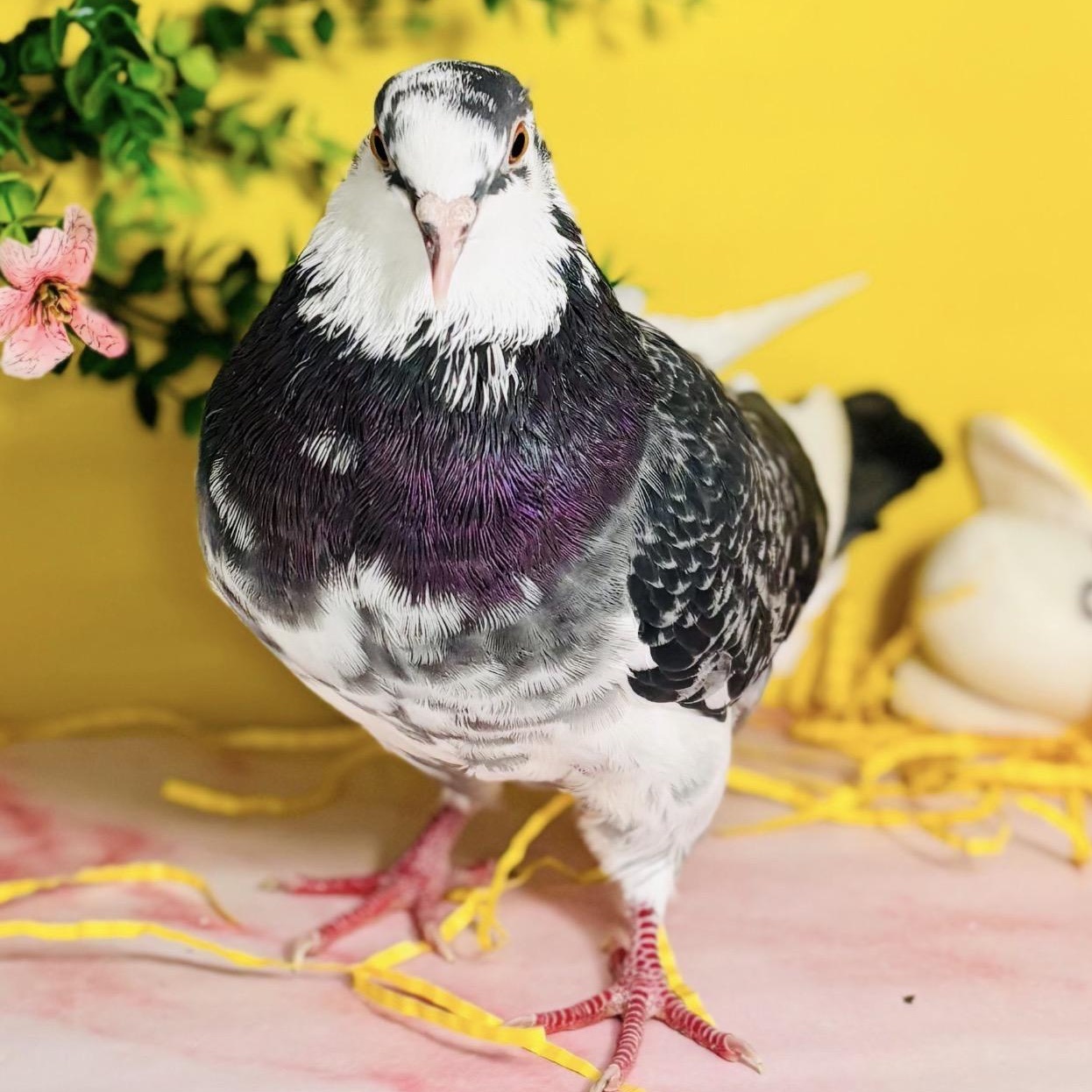 Damask, an adopted Pigeon in Chicago, IL image 3/4