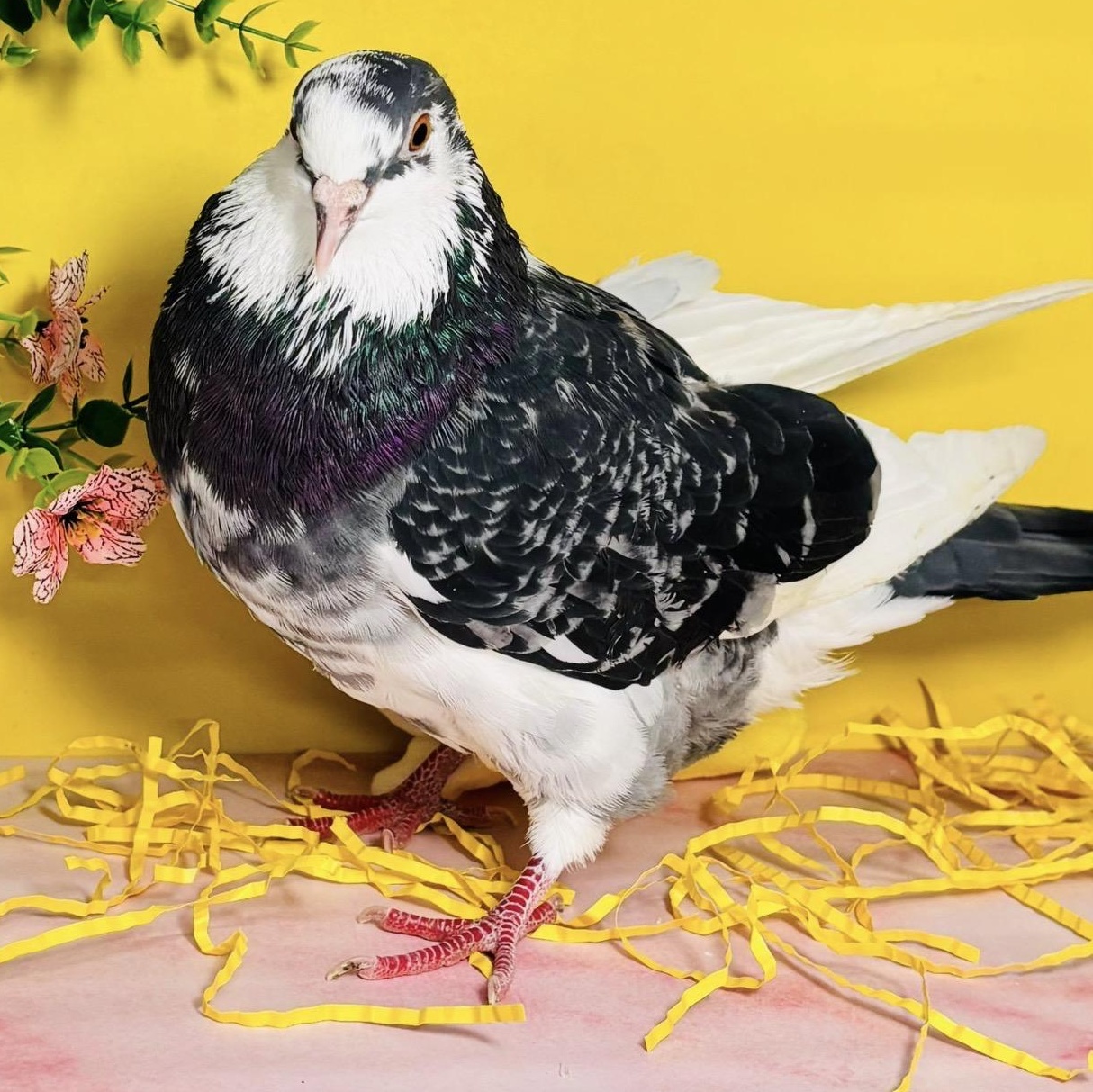 Damask, an adopted Pigeon in Chicago, IL image 4/4