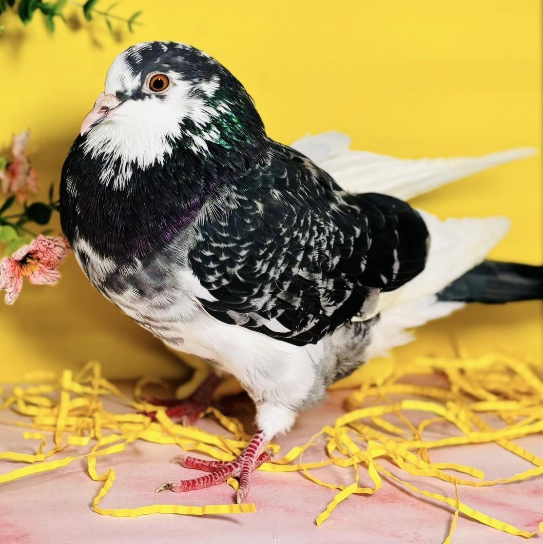 Damask, an adopted Pigeon in Chicago, IL image 2/4