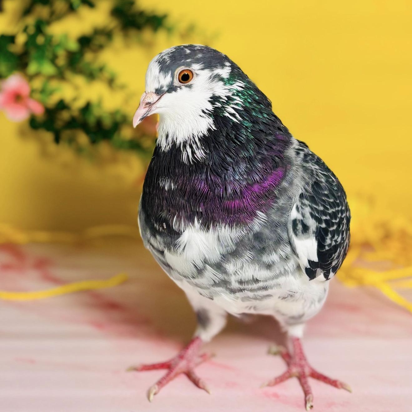 Damask, an adopted Pigeon in Chicago, IL image 1/4