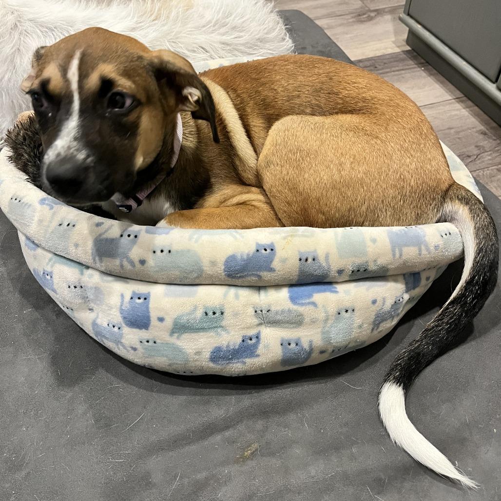 Enlarge Tulip, a Adoptable mixed breed in Chaska, MN image 3/6