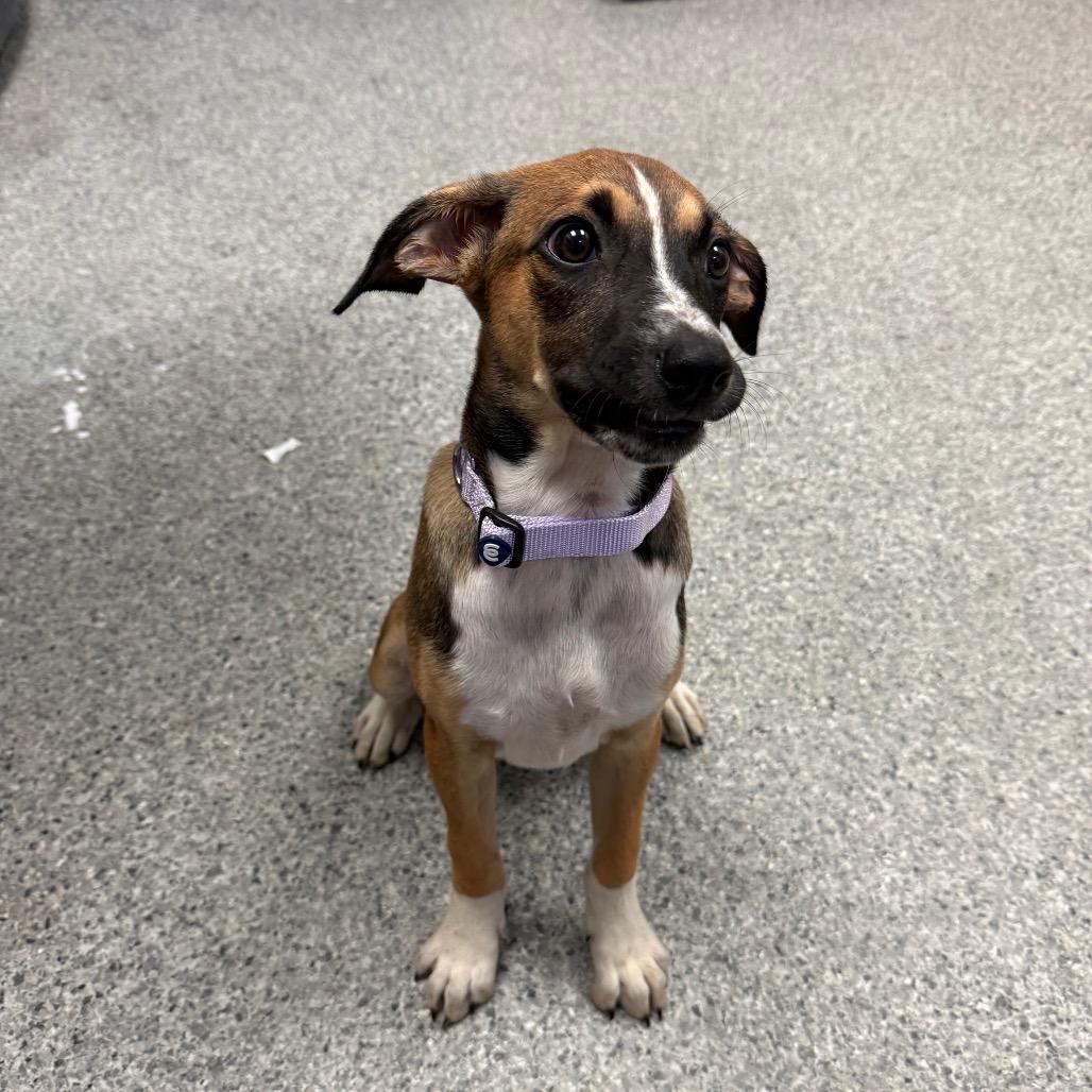 Enlarge Tulip, a Adoptable mixed breed in Chaska, MN image 4/6