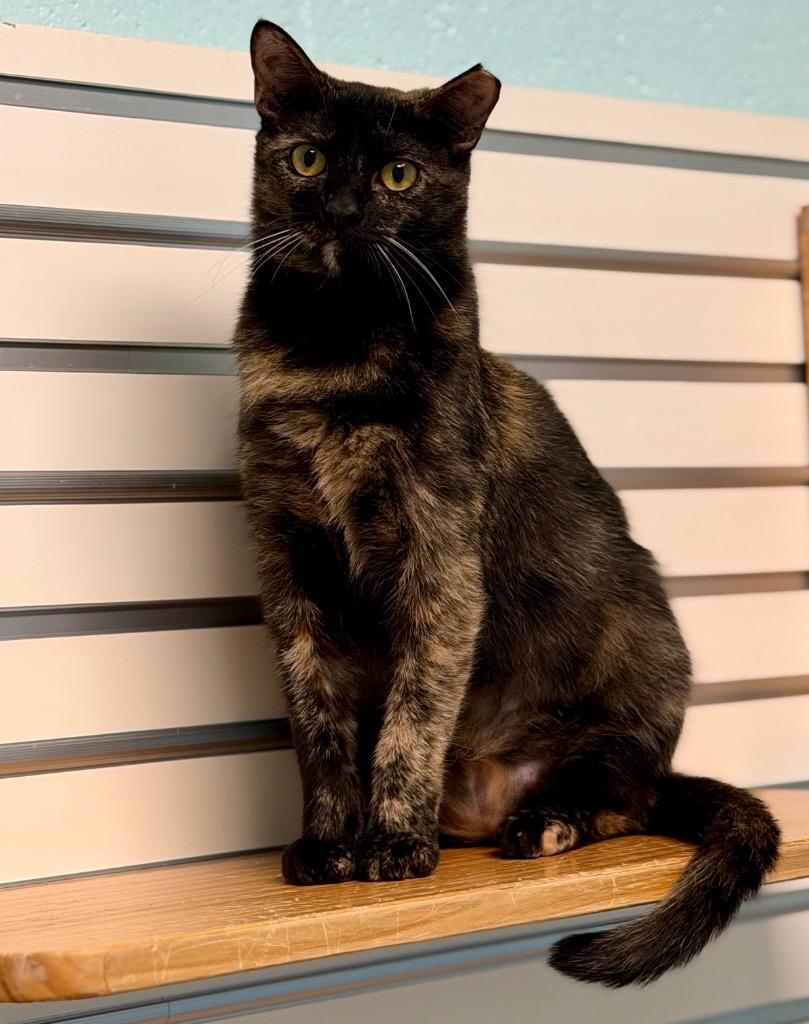 Maggs, Adoptable, Young Female Domestic Short Hair.