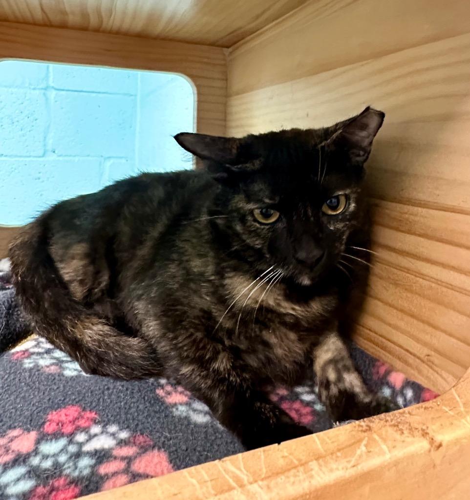 Enlarge Maggs, a Adoptable mixed breed in Cape Coral, FL image 2/2