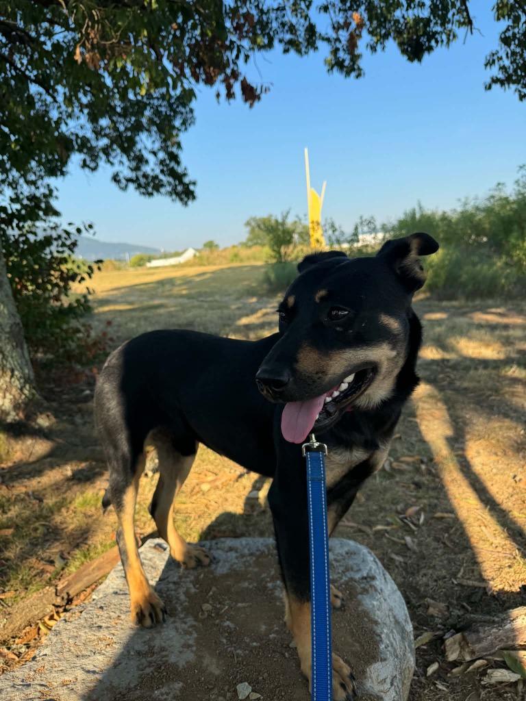 Enzo, Adoptable, Adult Male Rottweiler & German Shepherd Dog.