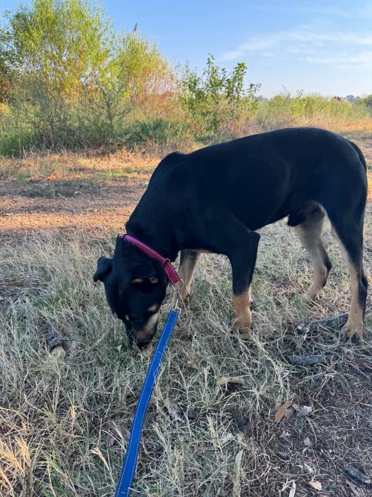 Enlarge Enzo, a Adoptable mixed breed in East Ridge, TN image 2/6