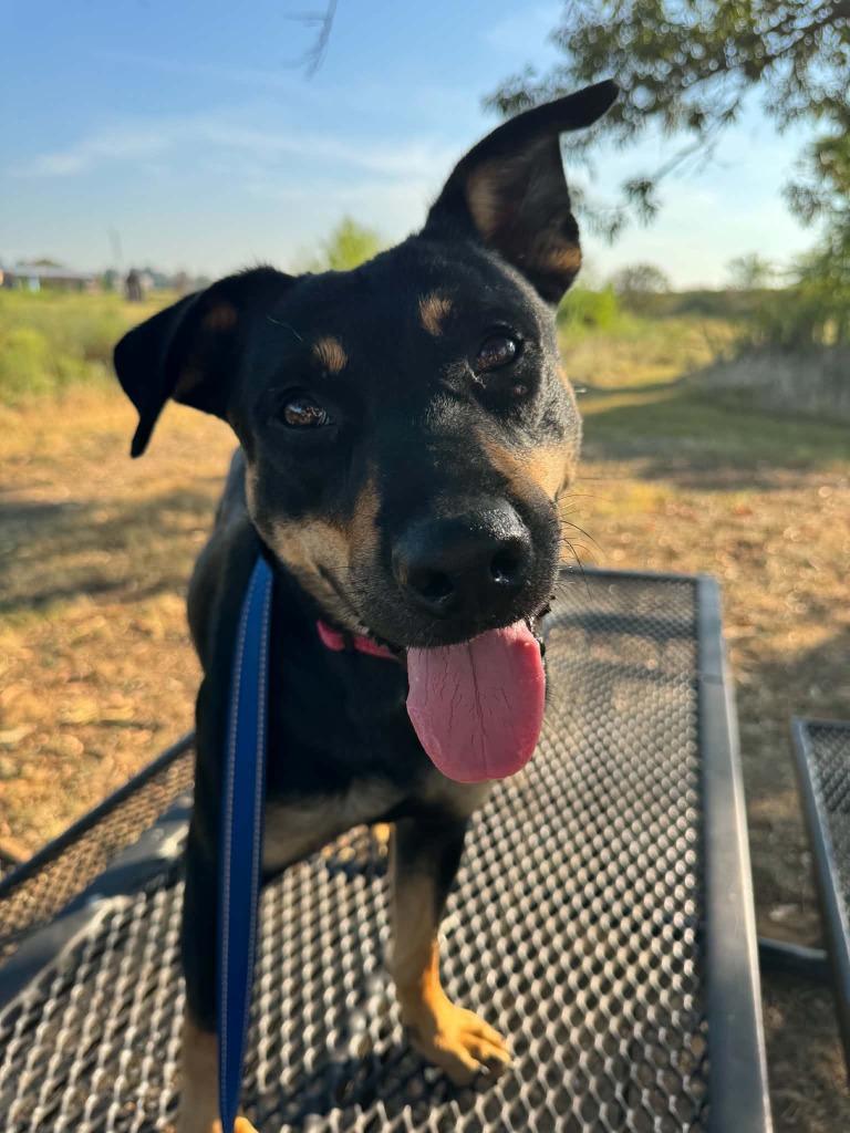 Enlarge Enzo, a Adoptable mixed breed in East Ridge, TN image 3/6