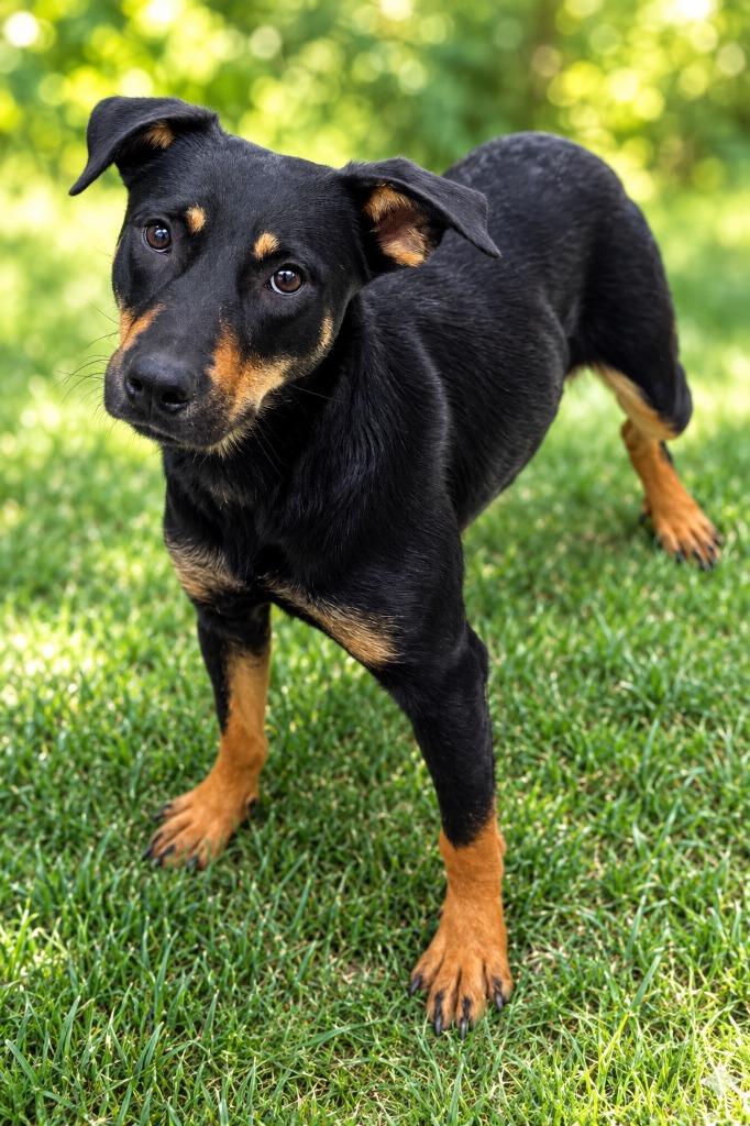 Enlarge Enzo, a Adoptable mixed breed in East Ridge, TN image 4/6