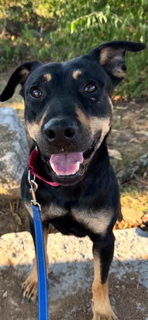 Enlarge Enzo, a Adoptable mixed breed in East Ridge, TN image 5/6