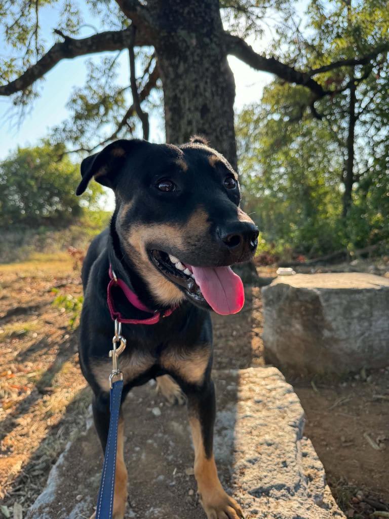 Enlarge Enzo, a Adoptable mixed breed in East Ridge, TN image 6/6
