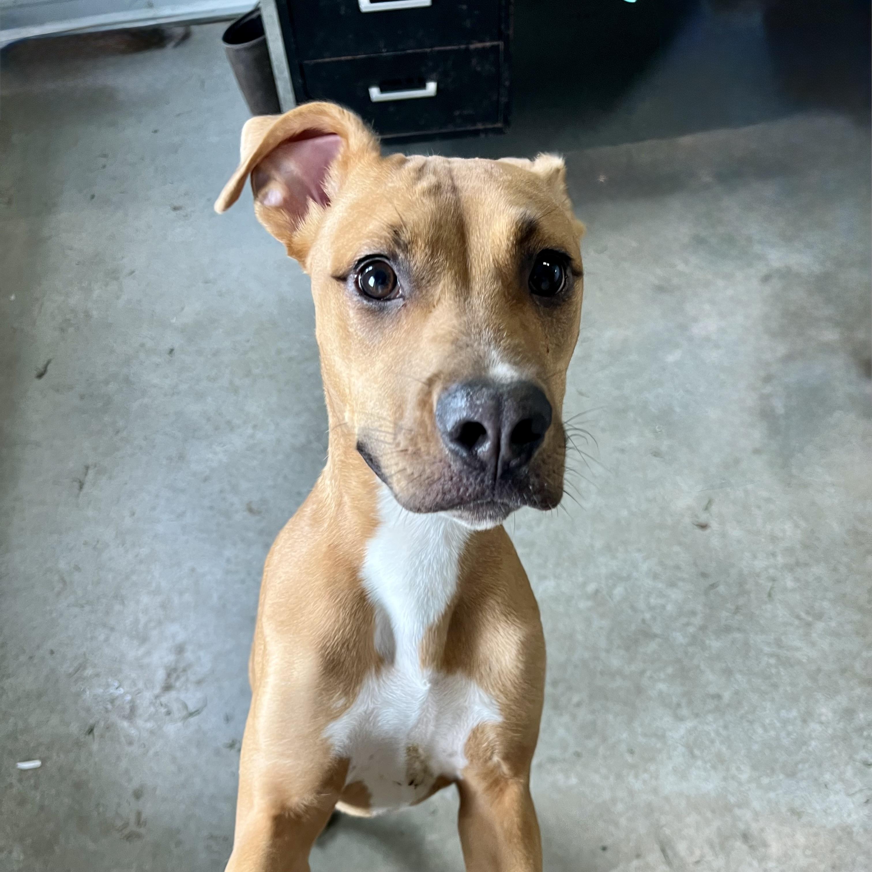 Tiana, a ADOPTABLE mixed breed in Albany, MO image 4/6