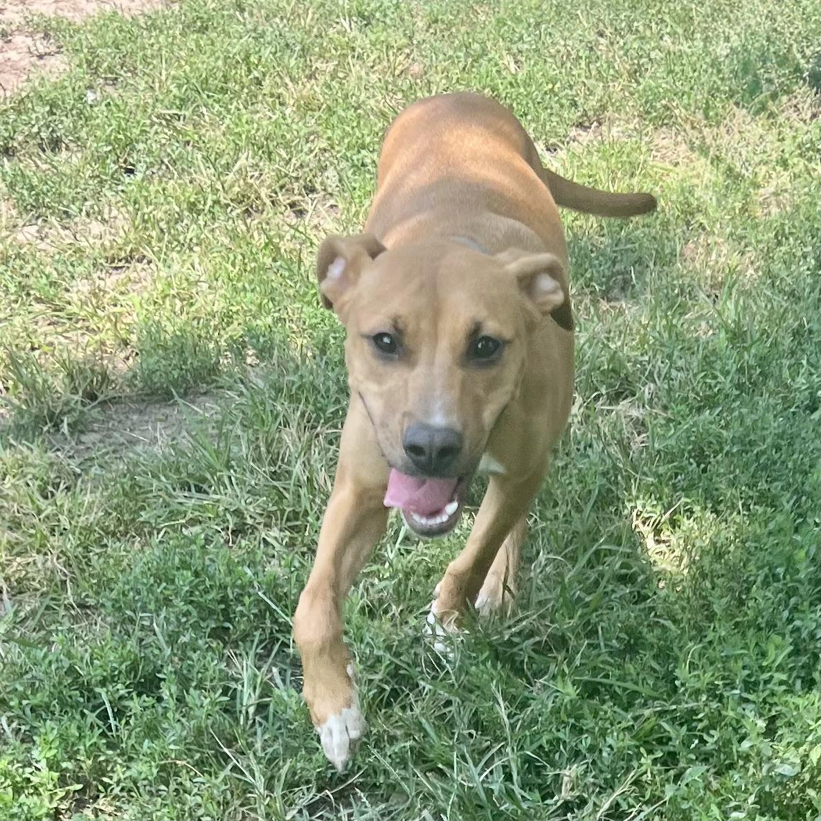 Tiana, a ADOPTABLE mixed breed in Albany, MO image 2/6