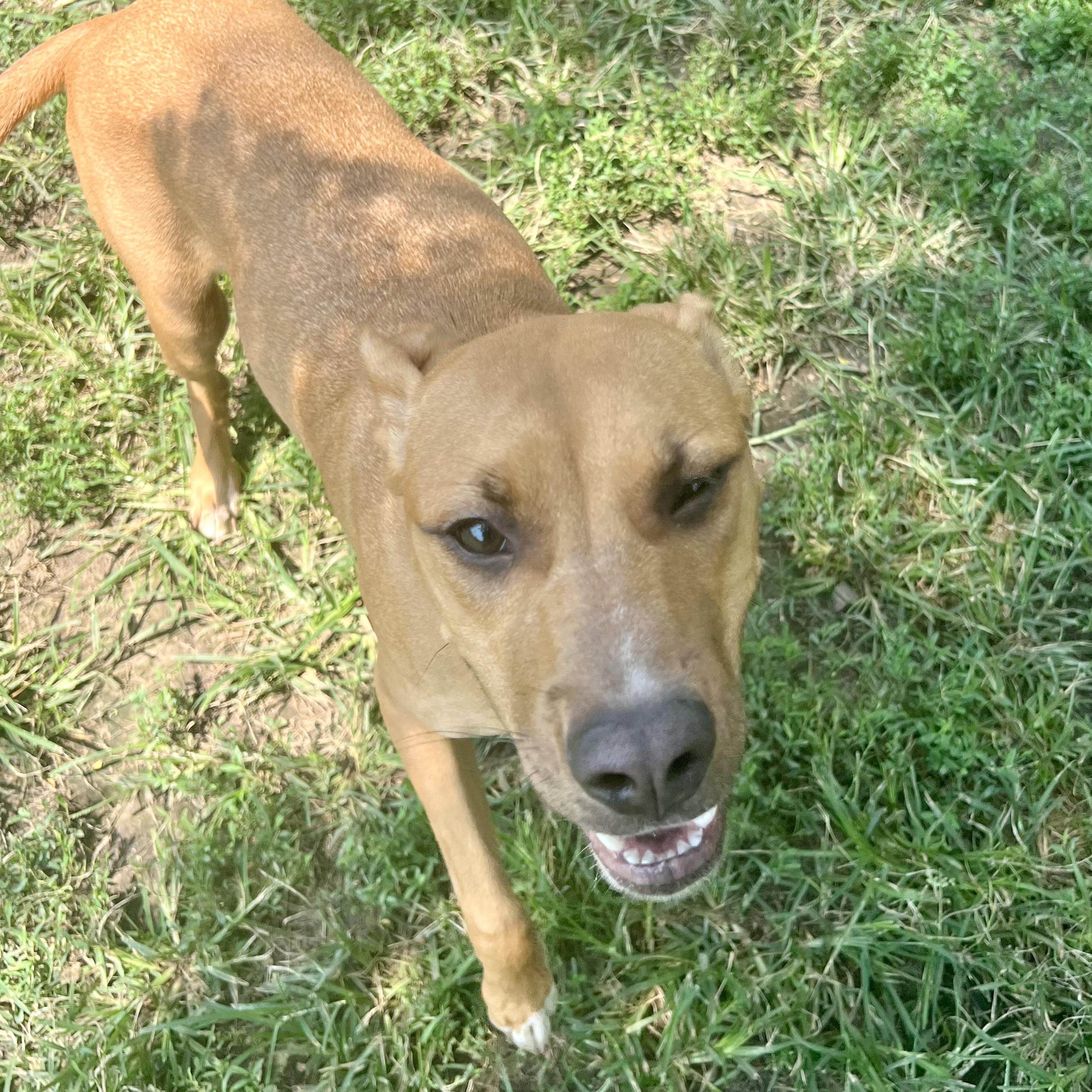 Tiana, a ADOPTABLE mixed breed in Albany, MO image 3/6