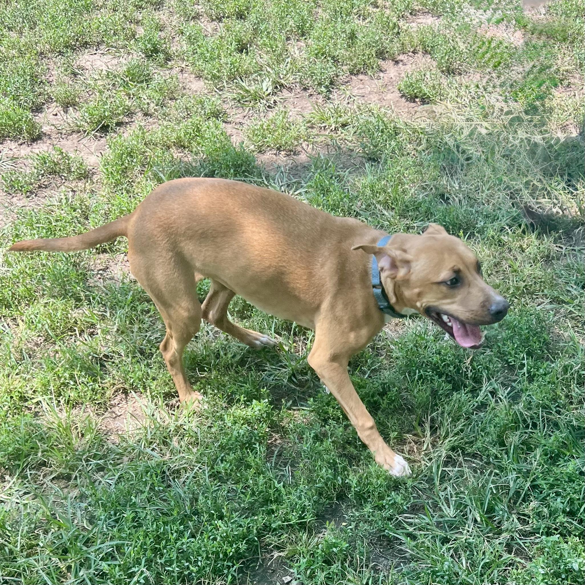 Tiana, a ADOPTABLE mixed breed in Albany, MO image 6/6