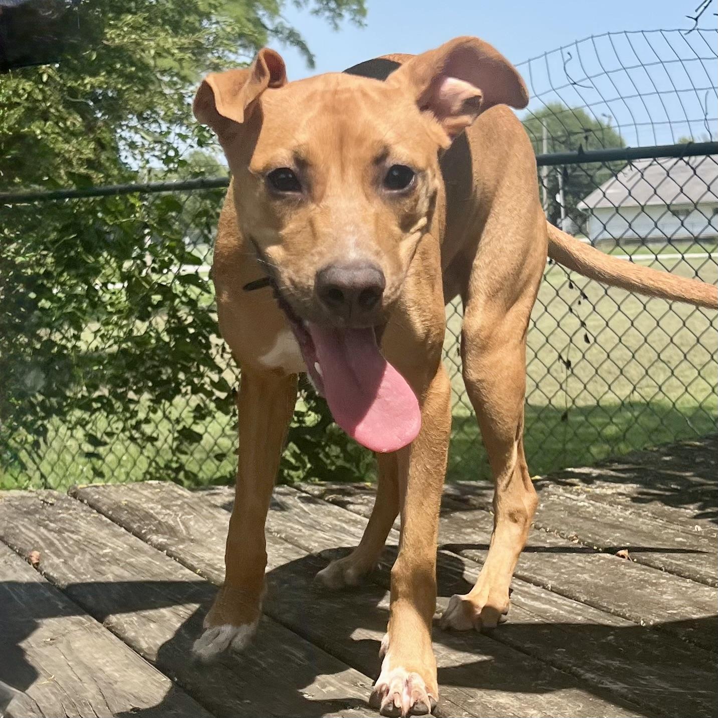 Tiana, ADOPTABLE, Young Female Pit Bull Terrier & Rat Terrier.