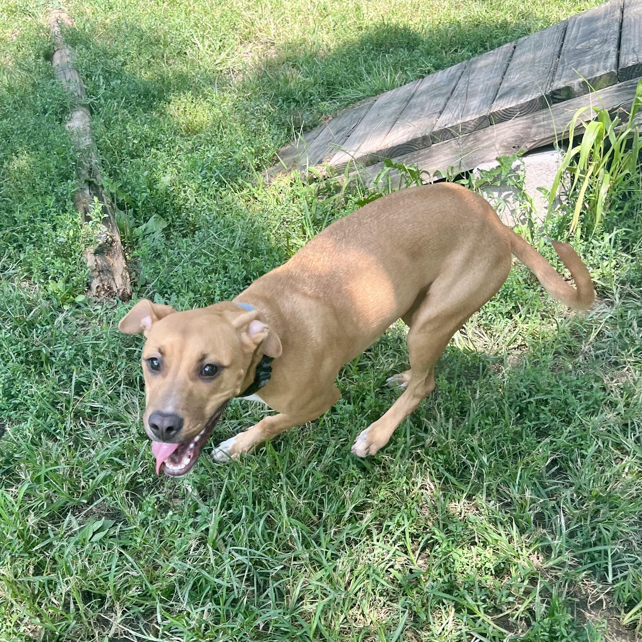 Tiana, a ADOPTABLE mixed breed in Albany, MO image 5/6