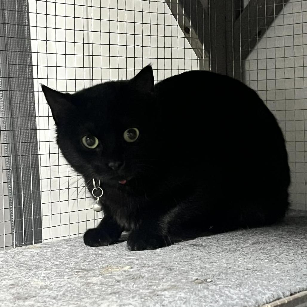 Enlarge Fae, a Adoptable Domestic Short Hair in Sioux Falls, SD image 1/1